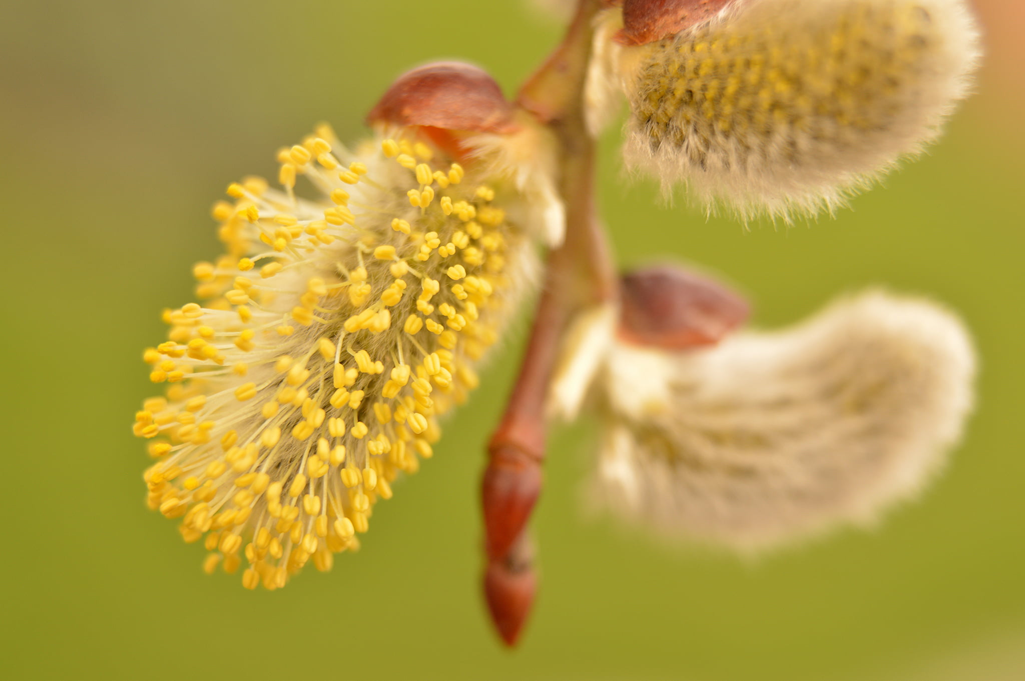 branch, 1080P, macro, spring, IVA, earrings, HD Wallpaper