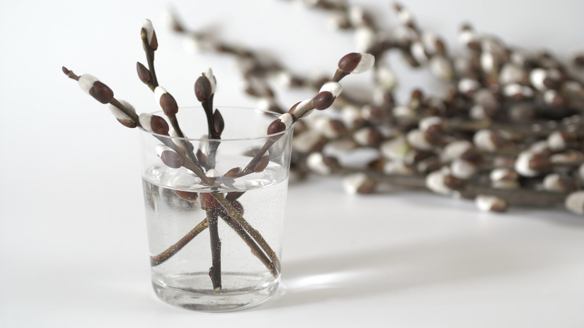 branch, plants, IVA, 1080P, vase, flowers, HD Wallpaper