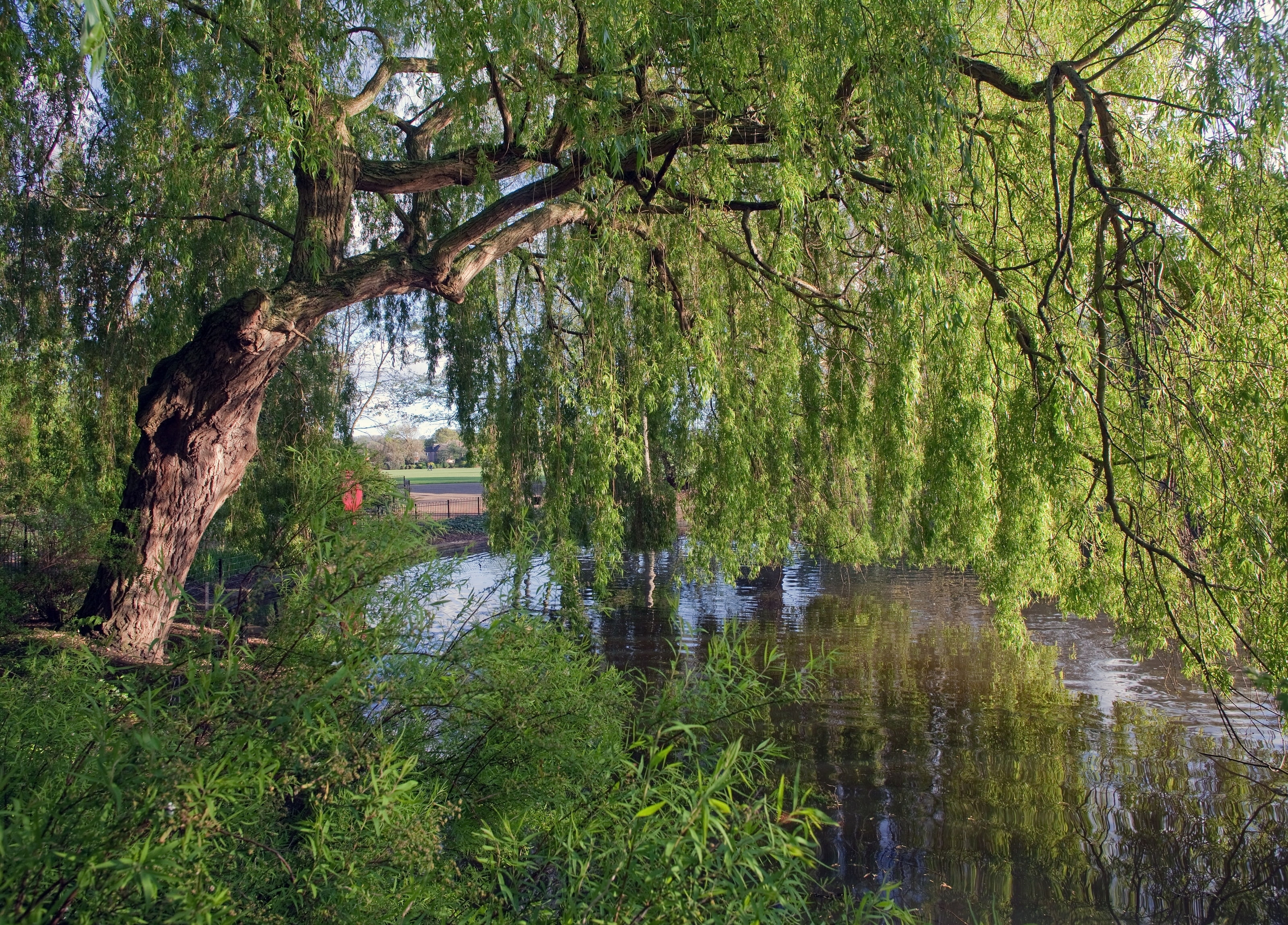 IVA, river, tree, England, 2K, HD Wallpaper