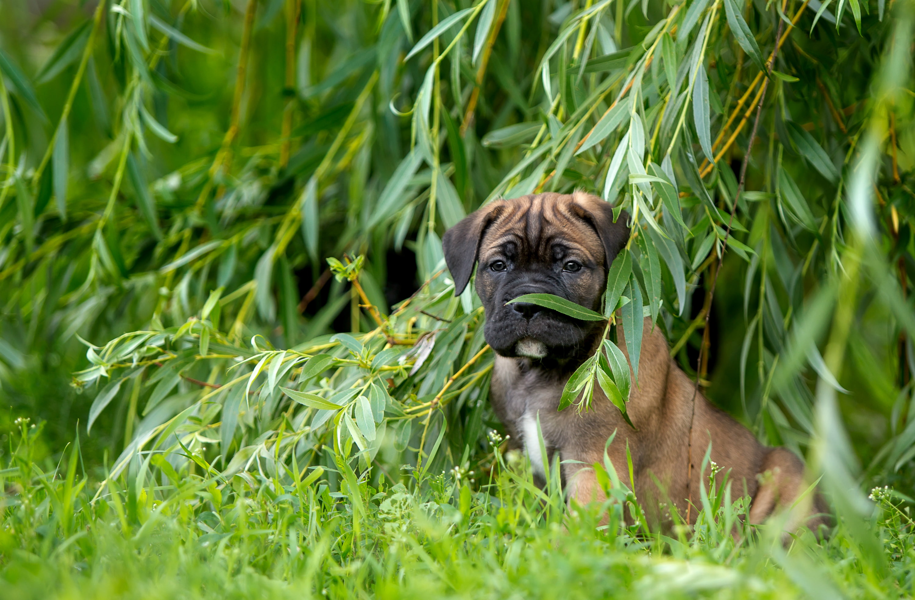 grass, IVA, Verba, 2K, puppy, cane Corso, HD Wallpaper