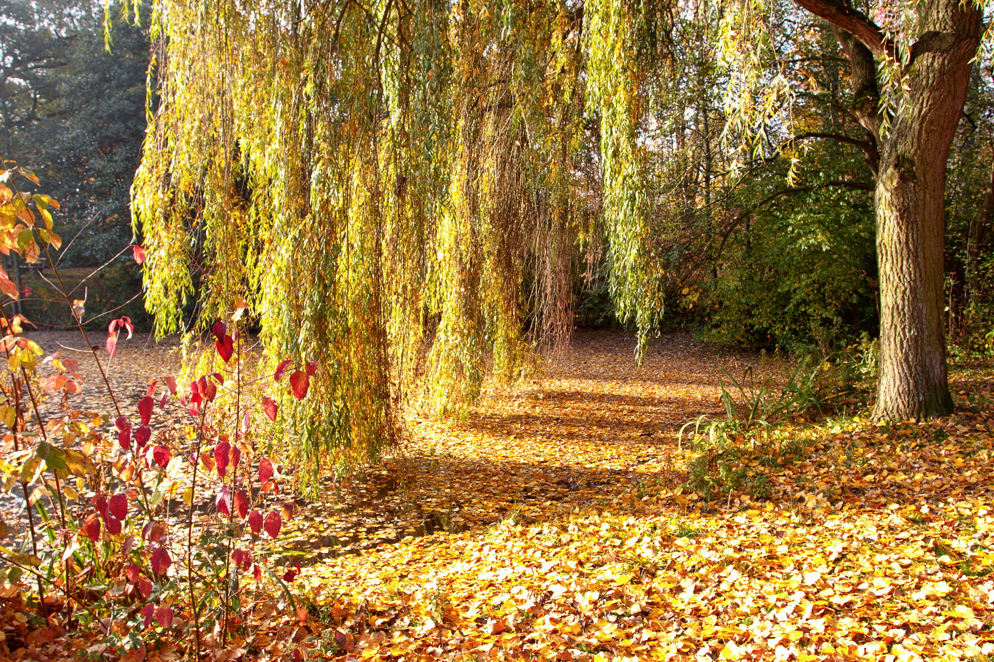 fallen, leafed, green, nature, autumn, foliage, IVA, Park, daytime, 1080P, tree, trees, photography, HD Wallpaper