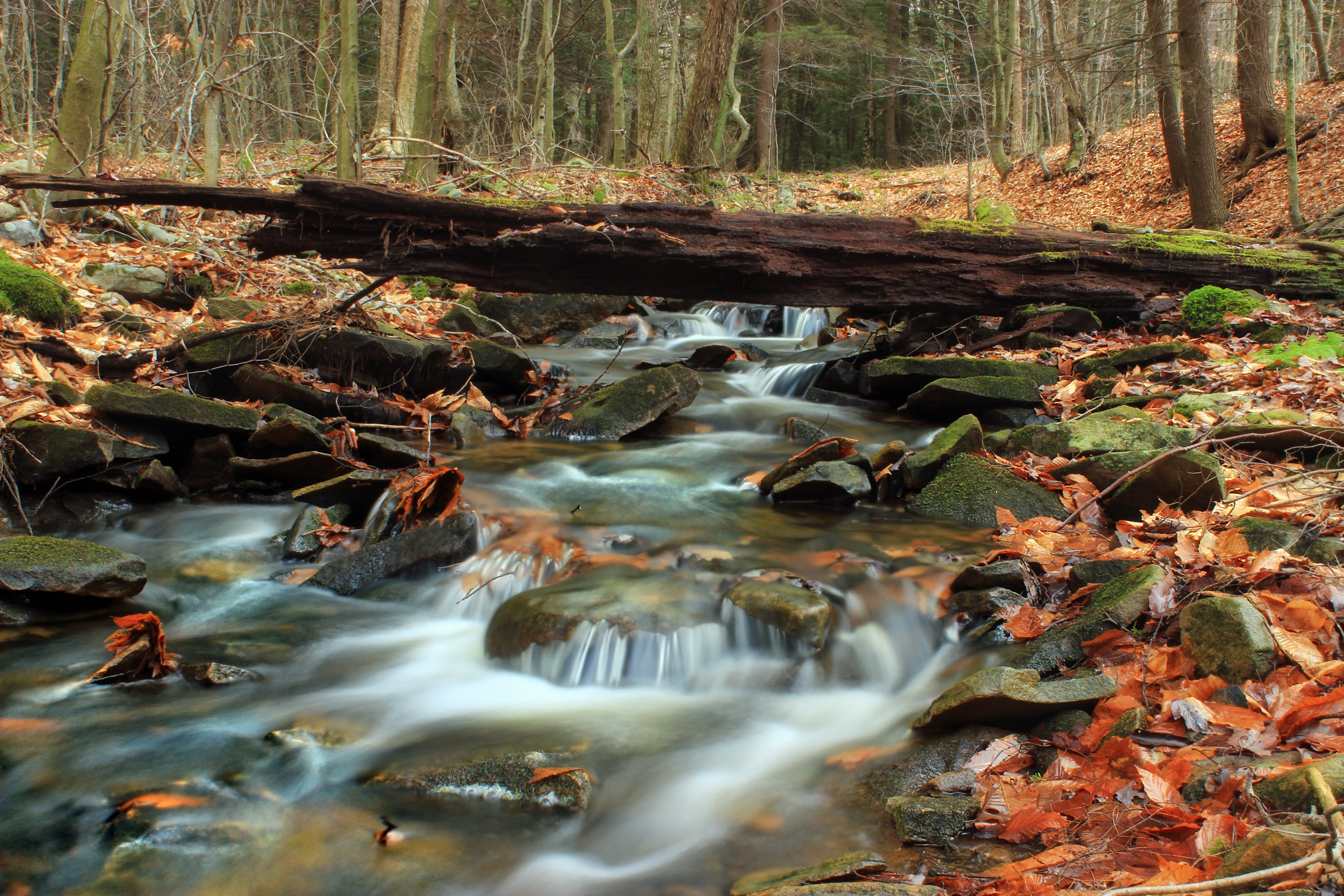 beauty In Nature, landscape, leaf litter, scenics, Fern Rock, Run, 5K, lug, riparian, stream, tree, woodland, East Branch, waterfall, Nature Trail, water, HD Wallpaper