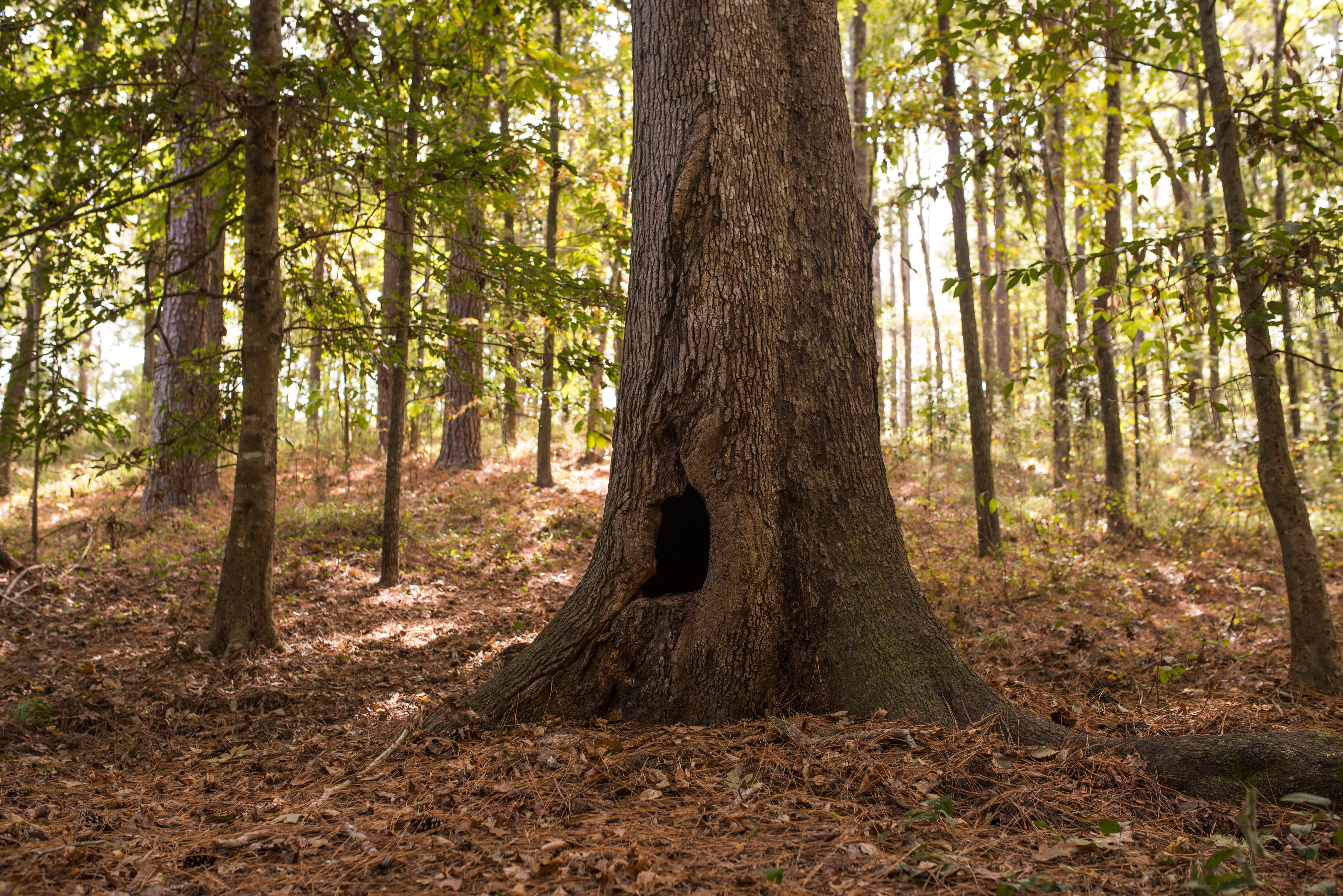outdoors, kincaid recreation area, trunk, tree trunk, forest, tree, autumn forest, remote, autumn, trees, scenics - nature, field, plant, environment, wide area, HD Wallpaper