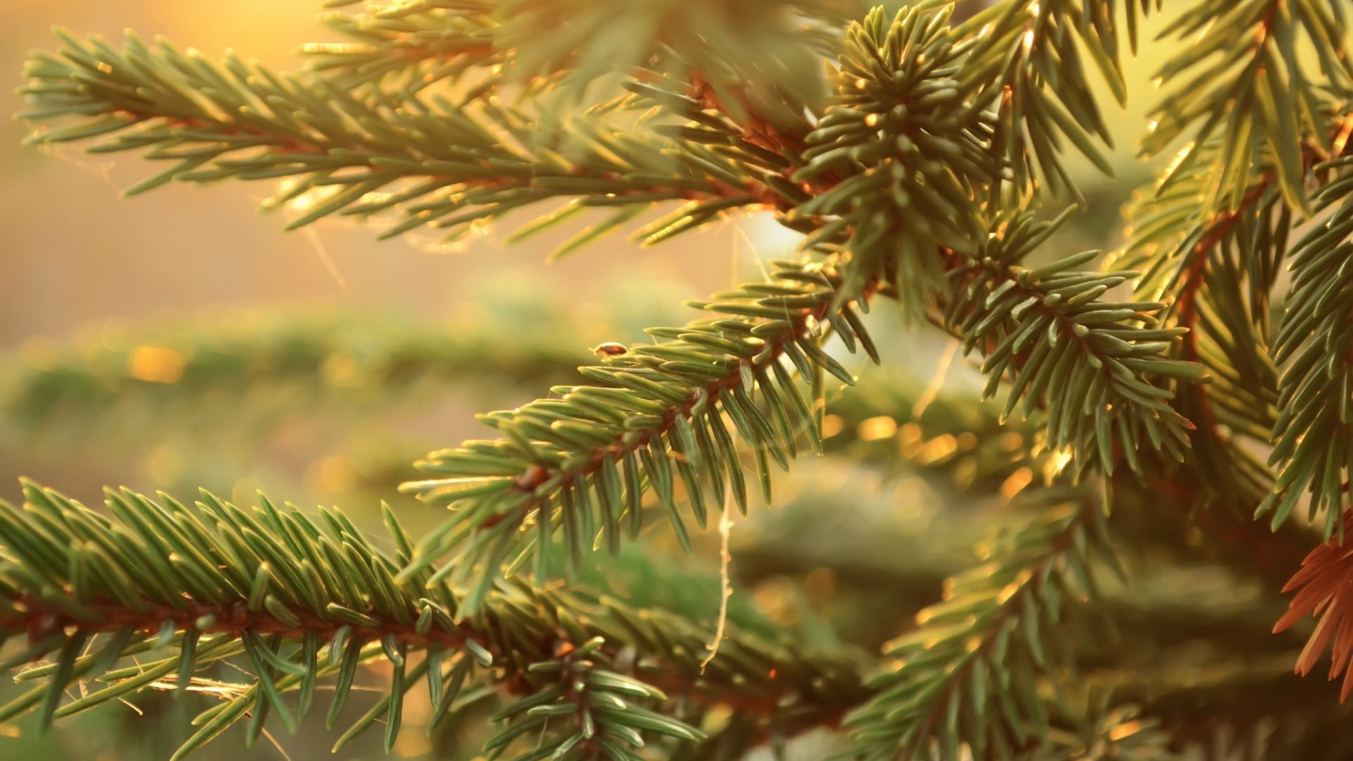 branch, growth, 1080P, beauty in nature, close-up, leaf, nature, spruce, plant, outdoors, pine tree, plant part, needle - plant part, tranquility, coniferous tree, HD Wallpaper