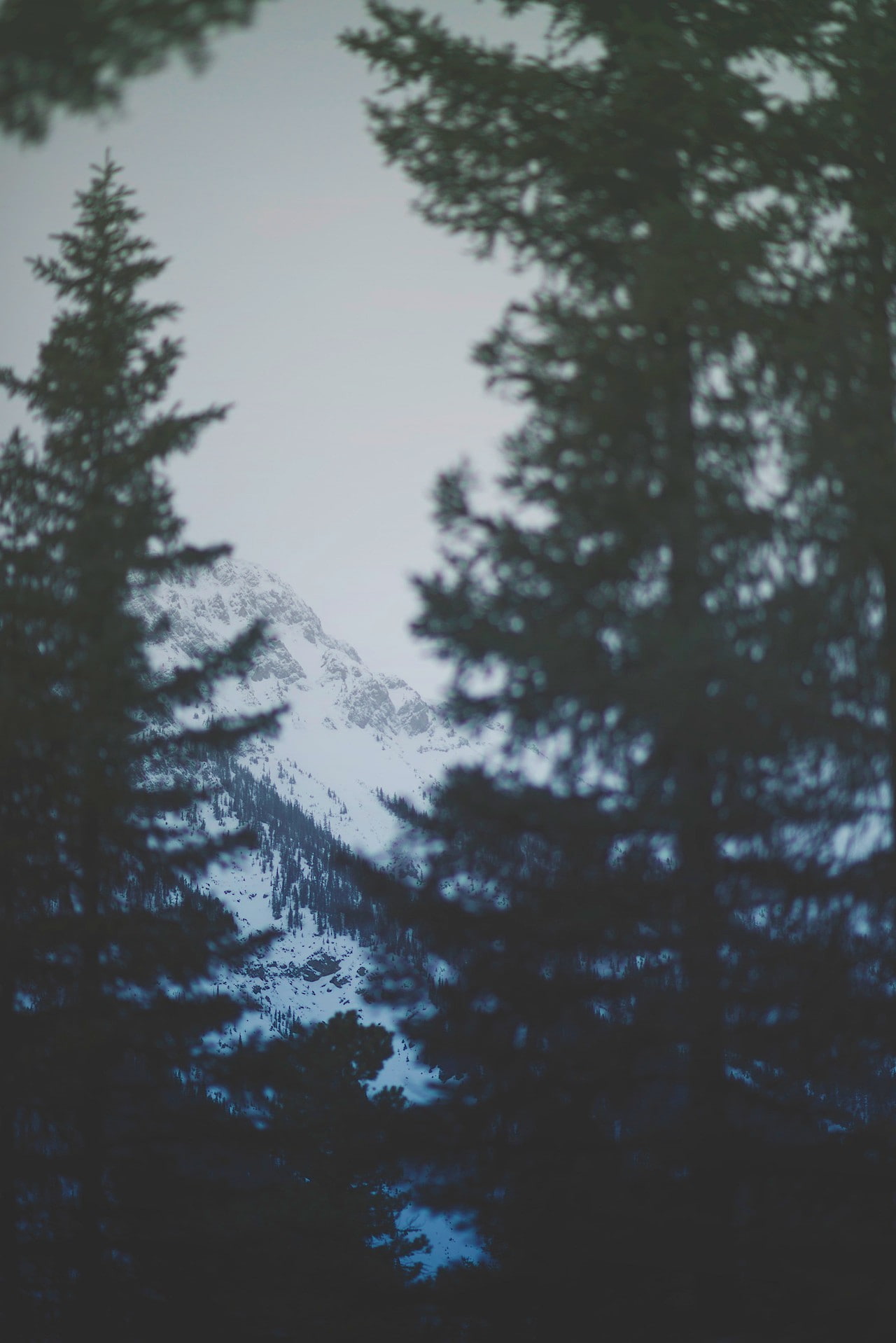 plant, outdoors, spruce, day, growth, scenics - nature, no people, pine tree, tree, 720P, non-urban scene, cold temperature, sky, winter, tranquil scene, Phone HD Wallpaper