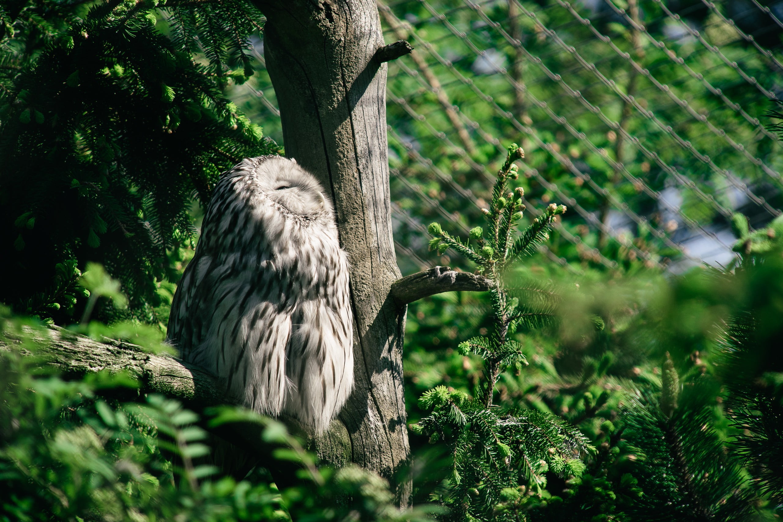 looking up, one animal, green color, animals in the wild, spruce, owl, perching, animal wildlife, tree trunk, plant, trees, nature, growth, birds, trunk, HD Wallpaper
