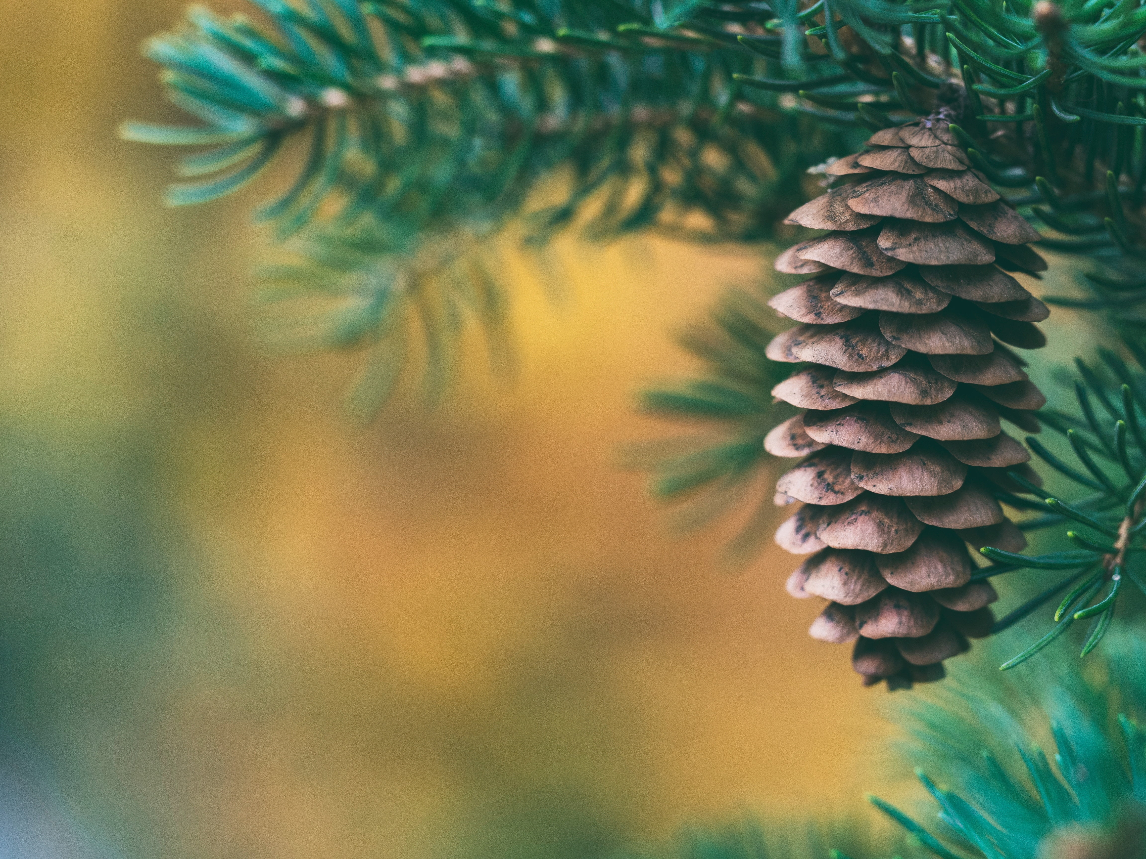 brown, color Image, forest, pine, plant, coniferous Tree, christmas, pine Tree, 4K, tranquility, evergreen Tree, defocused, macro, selective focus, needle - Plant Part, HD Wallpaper