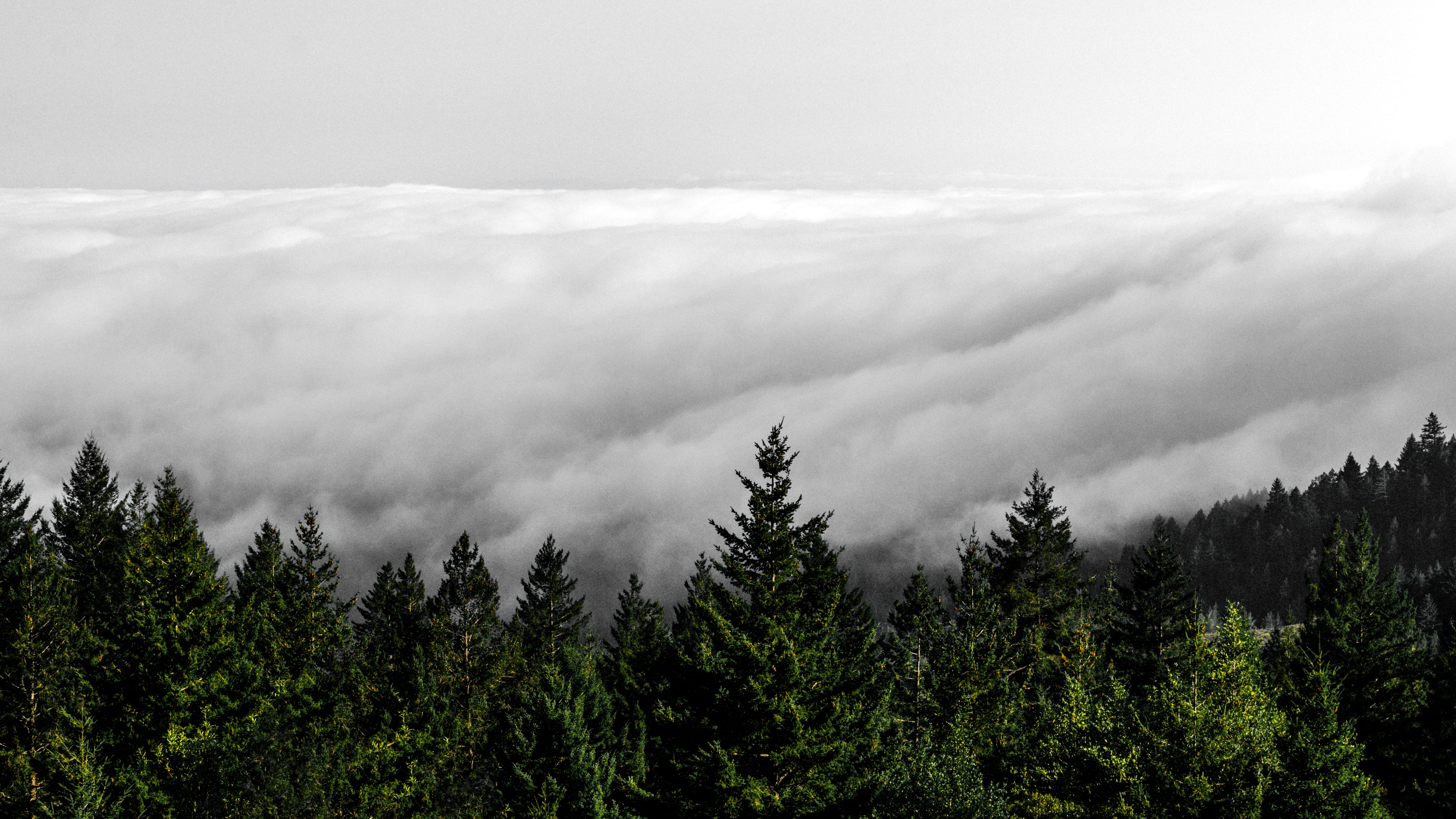 mountain, macbook, no people, outdoors, fog, woodland, white, land, tranquility, mist, weather, tree, cloudy, fir, conifer, woods, ipad, trees, HD Wallpaper