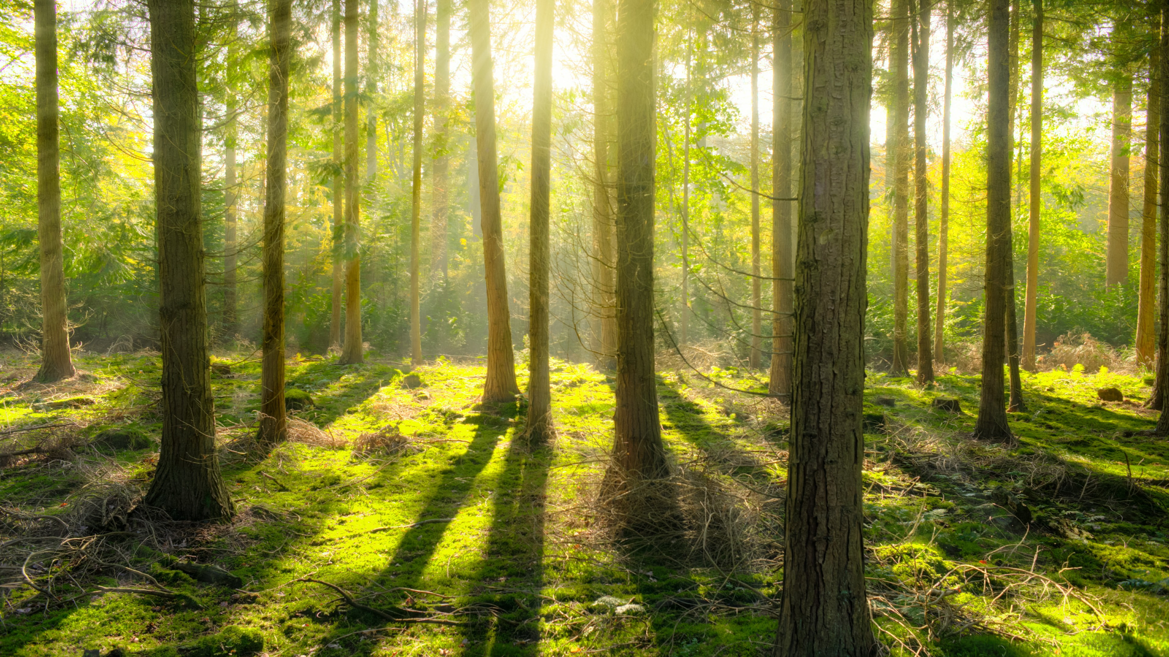 environment, sunlight, woods, wilderness, woodland, 4K, spruce fir forest, ecosystem, tree, forestry, sunshine, vegetation, nature, forest, HD Wallpaper