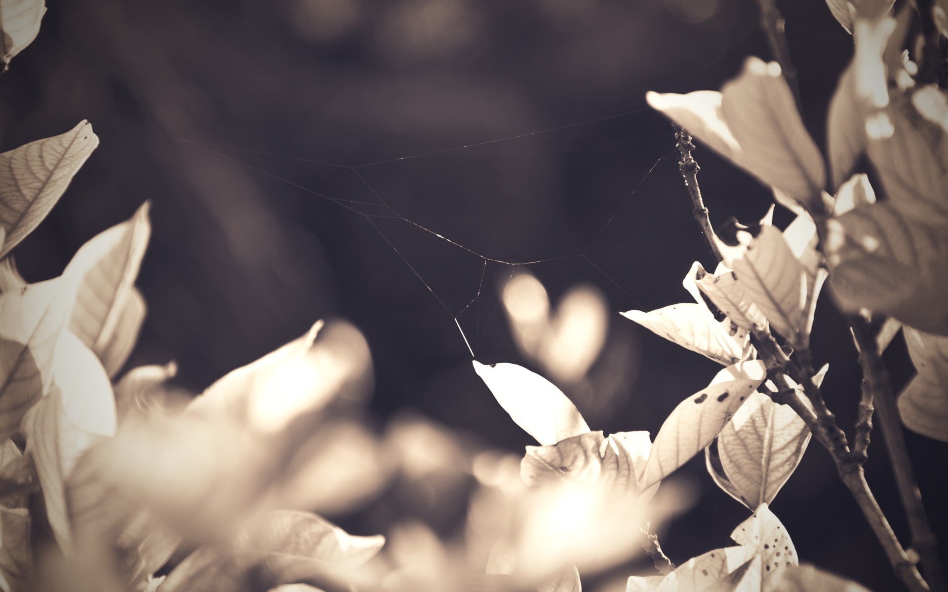 plants, 1080P, sepia, flowers, HD Wallpaper