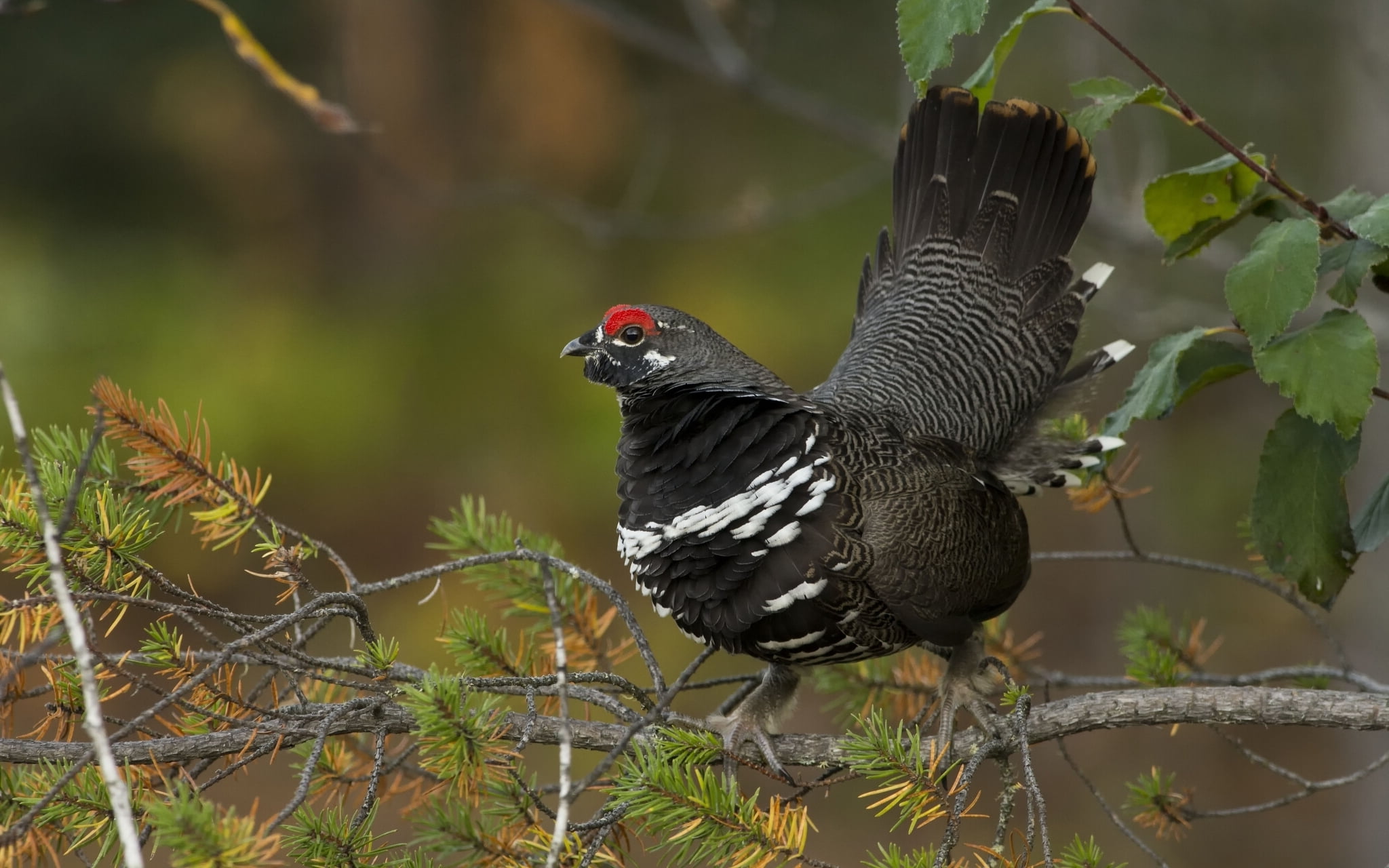 green Color, animal themes, forest, canadian spruce grouse, white, beak, hawk - Bird, plant, animal, outdoors, beauty In Nature, animal wildlife, close-up, HD Wallpaper