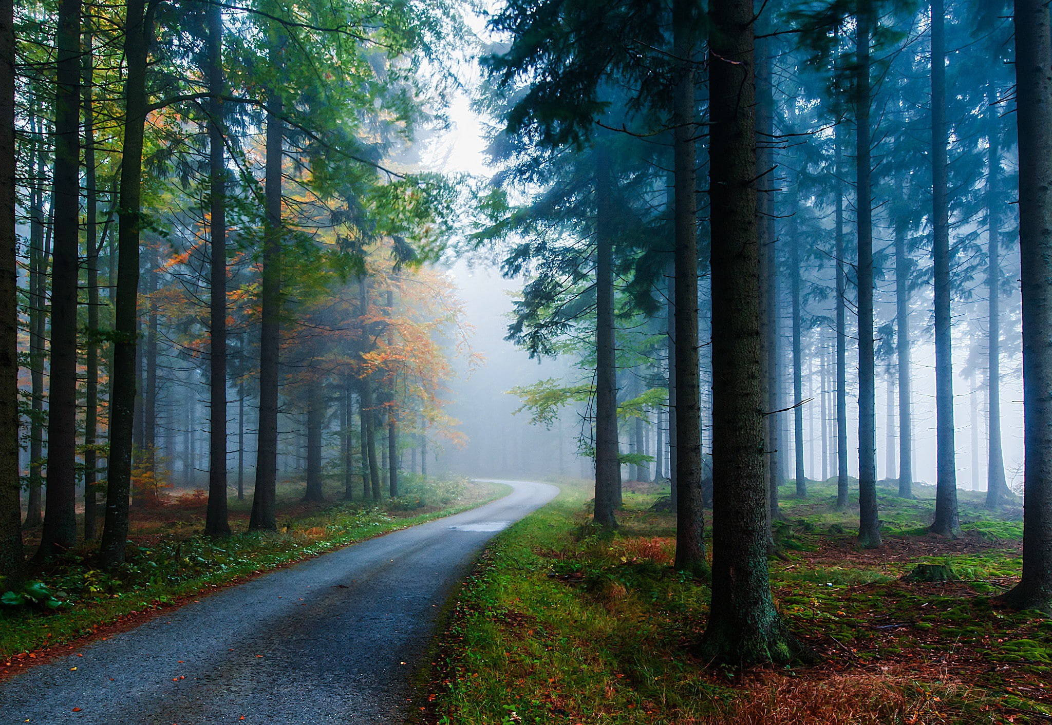 road, mist, moos, 1080P, ispruce, Autumn, tree, PATH, leaves, Weg, Wald, fall, moss, forest, fog, trees, Nebel, HD Wallpaper