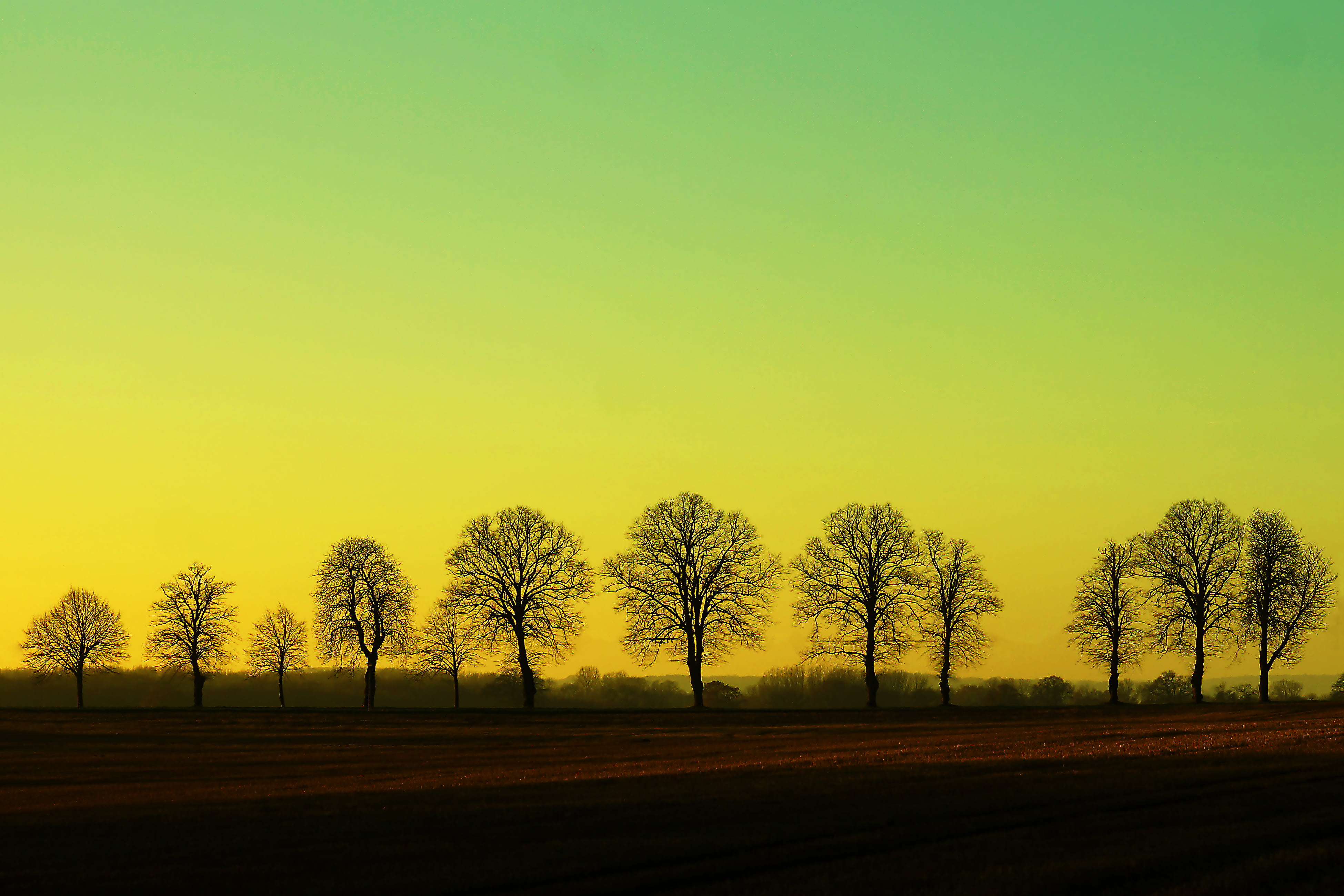 tree, shot, daytime, A57, leaf, nature, landscape, season, twelve, Bäume, leaves, wood, 4K, sunset, rural Scene, trees, Blatt, Wald, Sony, Baum, sundown, HD Wallpaper