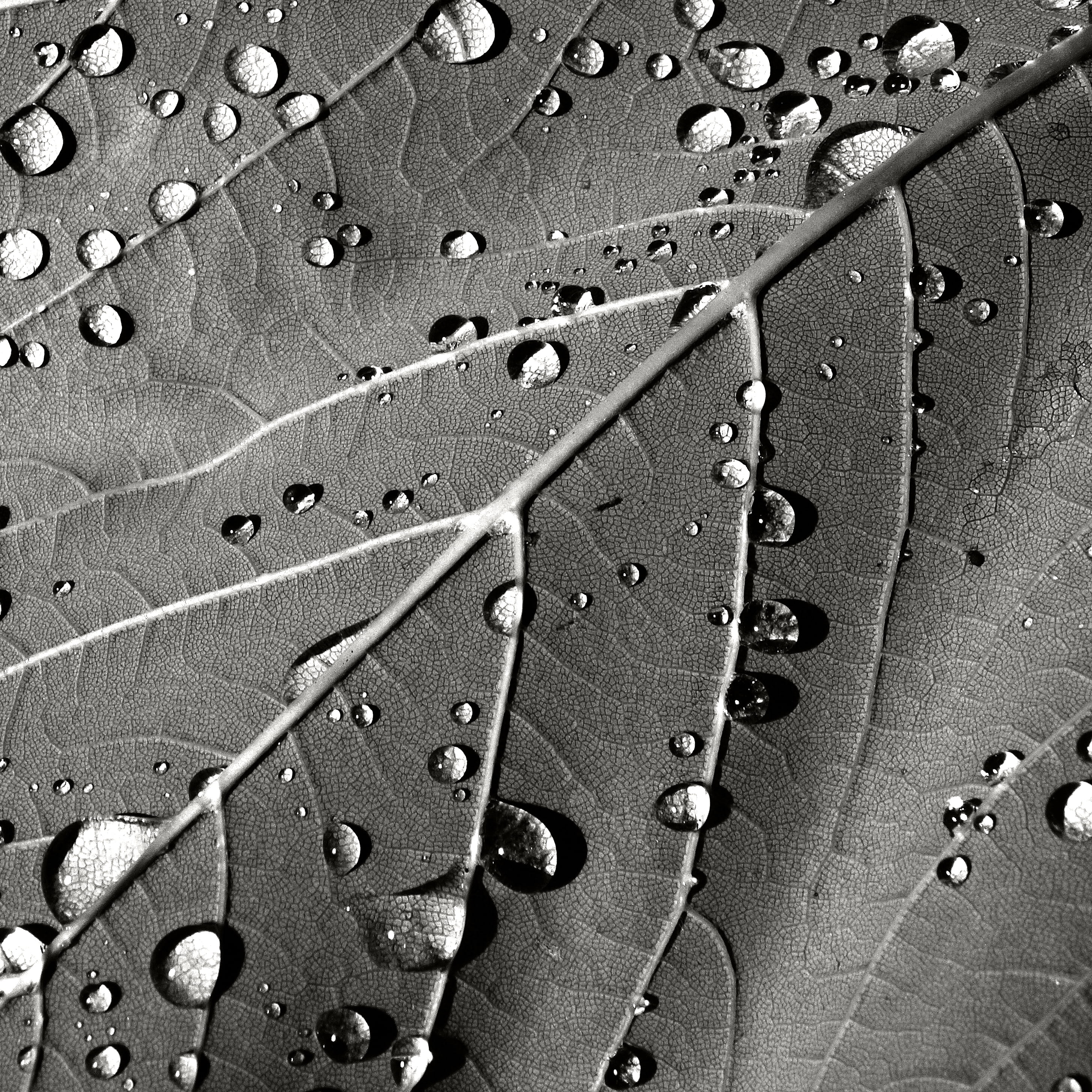 schwarz  weiß, freshness, abstract, pattern, backgrounds, tree, leaves, Diamonds, s/w, nature, Baum, raindrop, wood, black and White, macro, weiss  schwarz, Phone HD Wallpaper