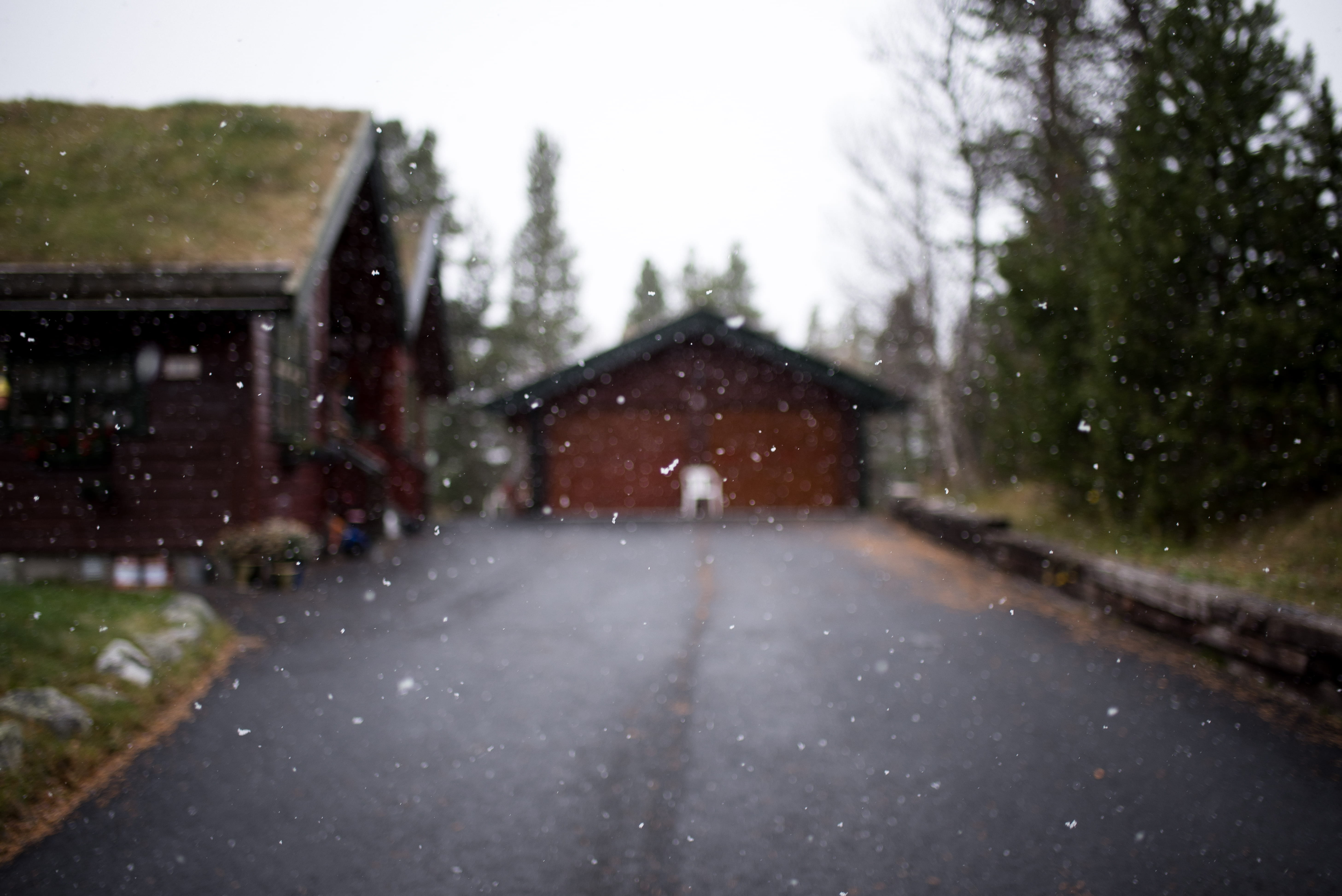the way forward, raindrop, rain, photo, woodland, no people, window, grass, forest, shed, bäume, 5K, forrest, outdoors, snow, tree, day, road, winter, HD Wallpaper