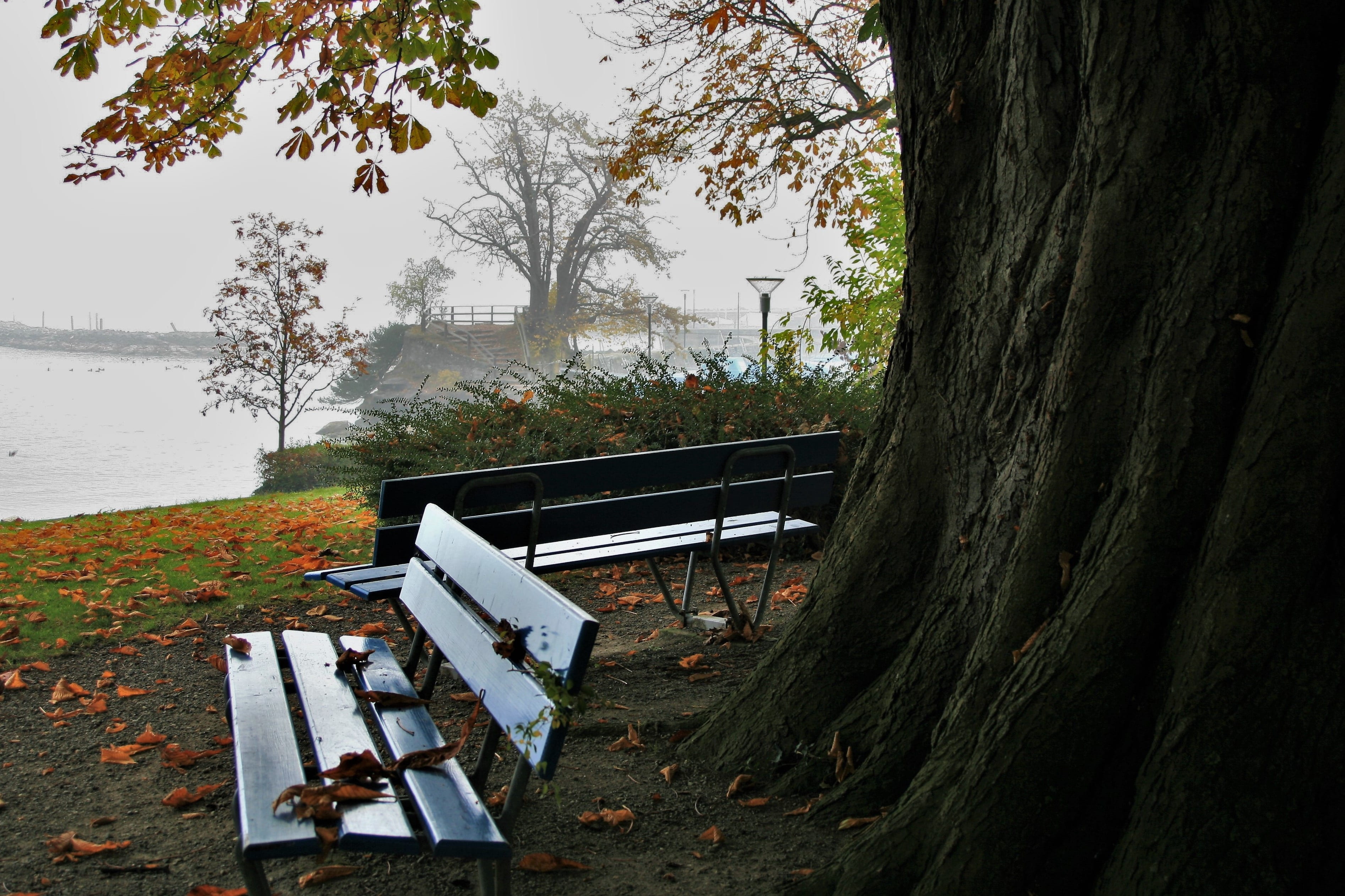 fresh, water, at the court of, scrubs, trunk, public space, benches, autumn walk, the structure of the, on a walk, twigs, in the morning, view, haze, the prospect of, HD Wallpaper