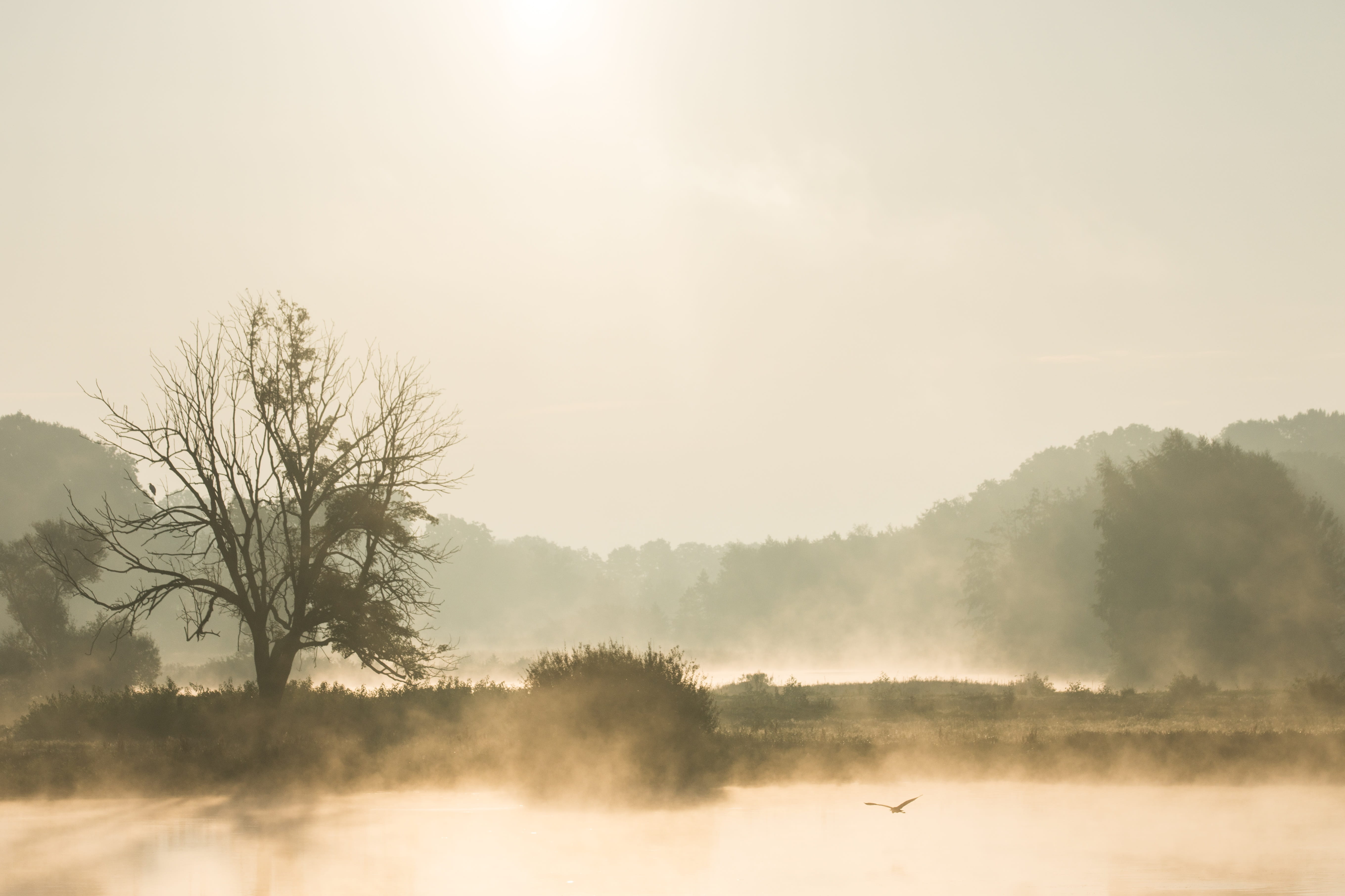 photo, late autumn, beauty in nature, fog, tranquility, lake, tree, sunlight, morning, morning light, no people, environment, monochrome, near, cool, soaring, HD Wallpaper