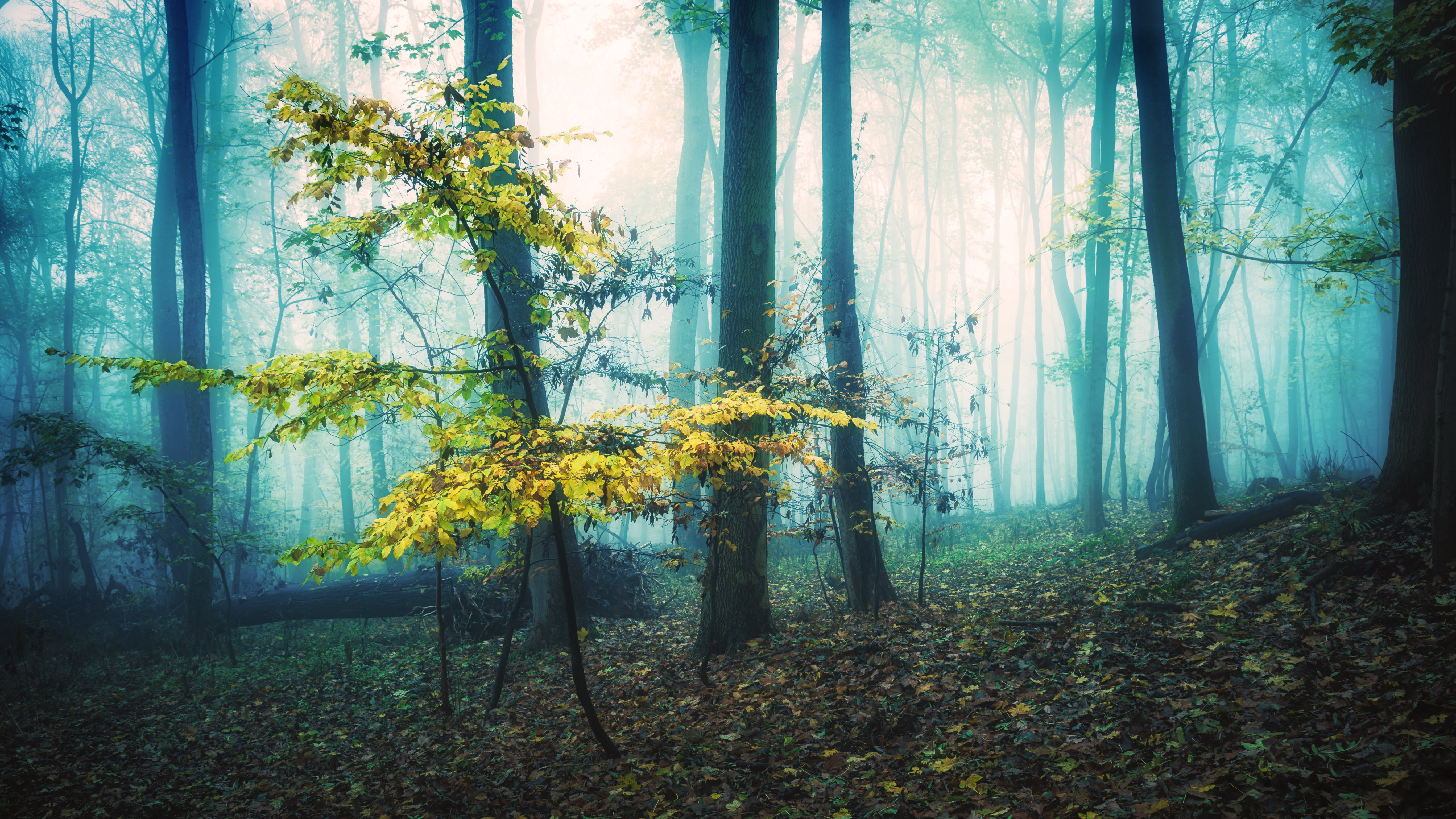 mythos, photography, magic, 5K, NAtur, sunbeam, branch, Sachsen-Anhalt, 6D, harz, spooky, landscape, woodland, Tags, fog, closeup photography, mist, morning, HD Wallpaper