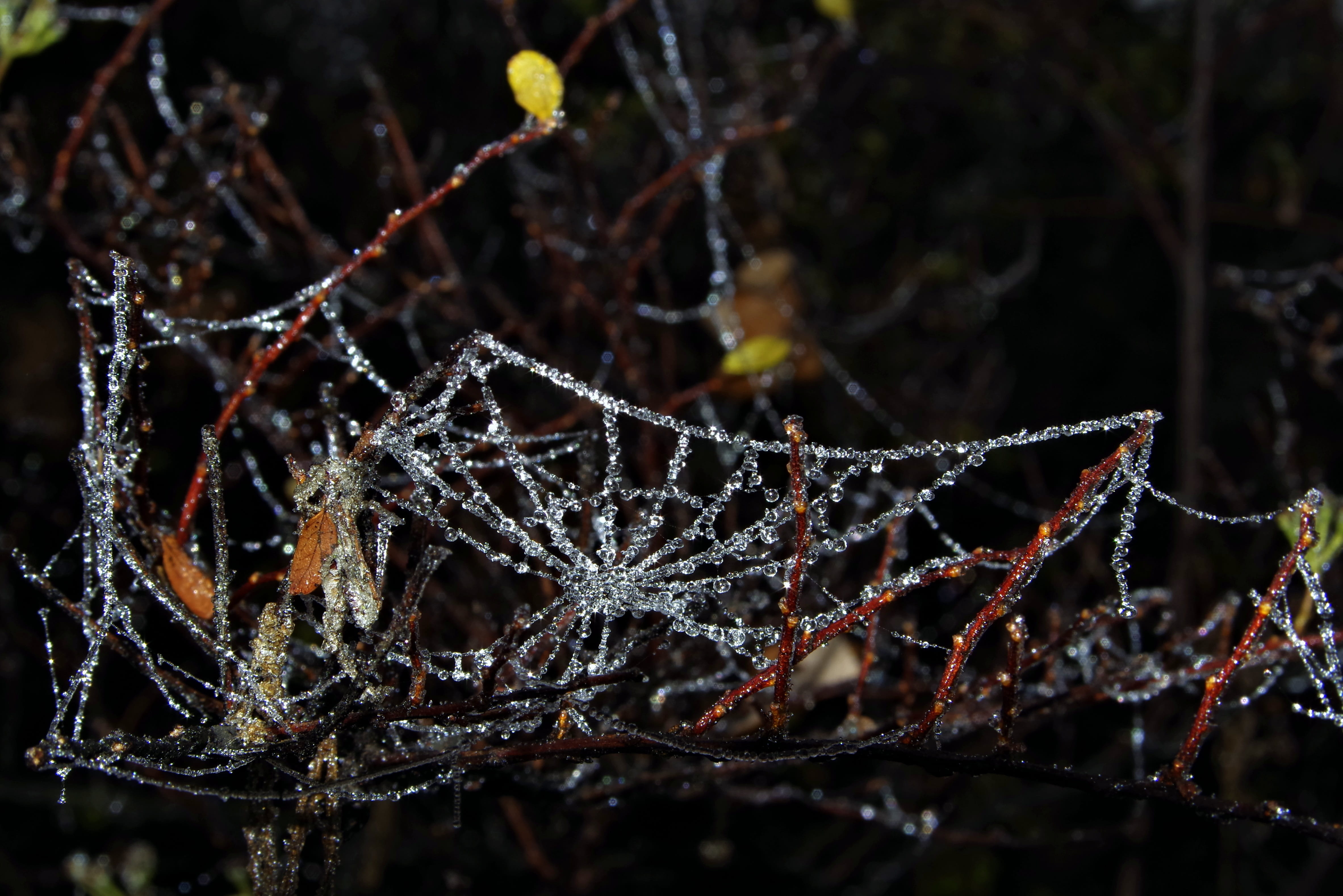 vulnerability, night, crystals, water, fragility, drop, forest, nature, Frost, winter, beauty in nature, autumn, plant, day, cold temperature, branch, tree, HD Wallpaper