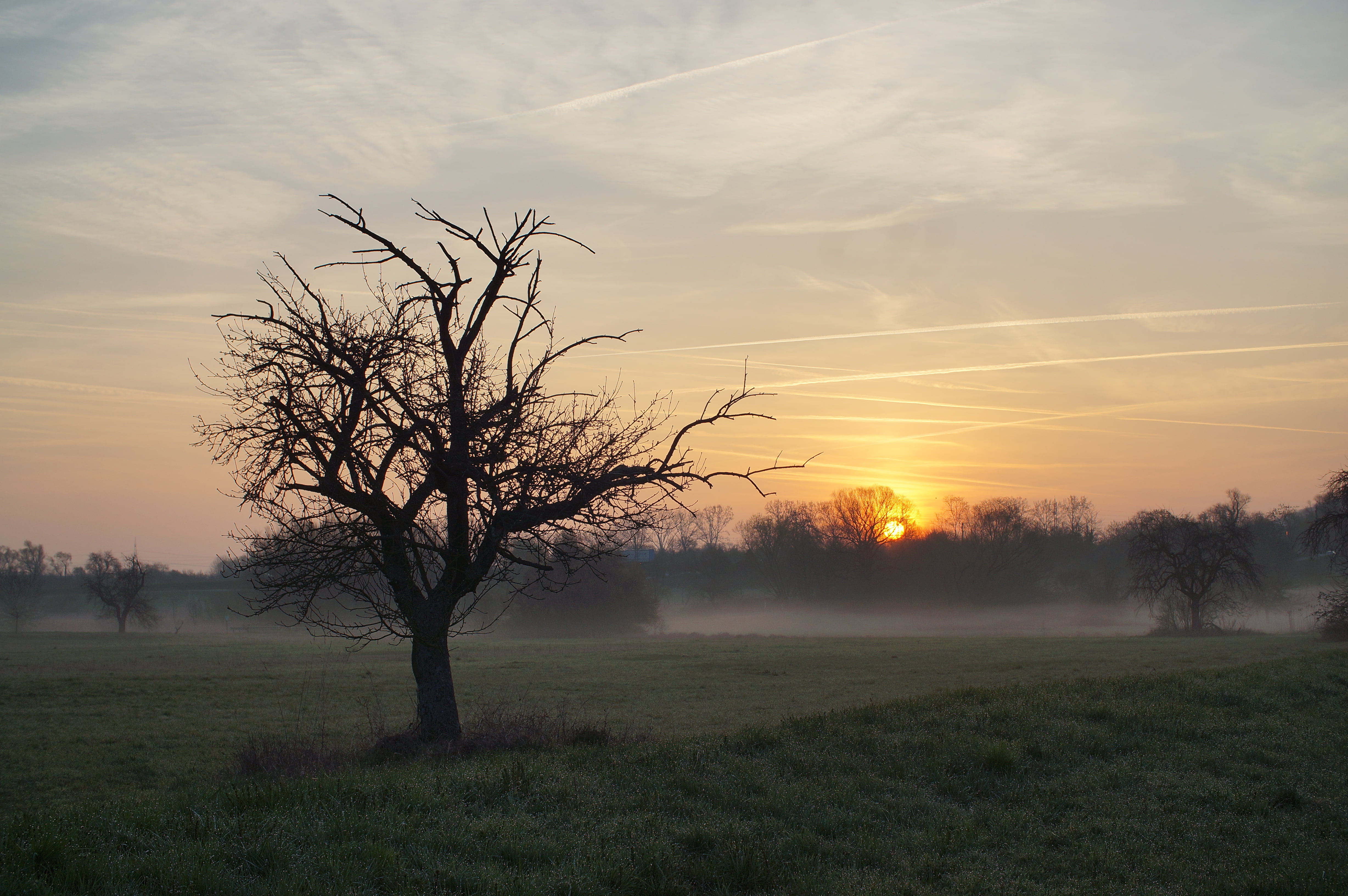 meadow, fog, sunset, golden, golden hour, grass, three, tree, Wiesen, silhouette, Sunrise, Trees, landscape, 4K, Bäume, Morning, genuine, Nebel, nature, HD Wallpaper