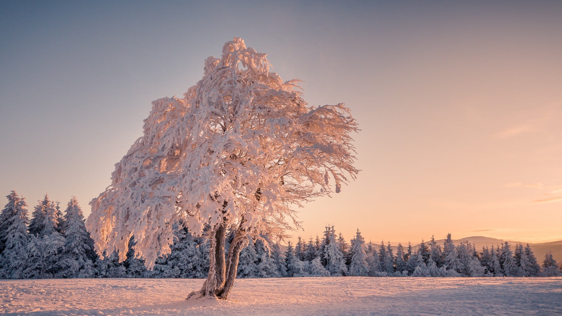 plant, nature, cold temperature, tranquil scene, environment, no people, trees, tranquility, sky, coniferous tree, winter, mountain, 1080P, snow, forest, HD Wallpaper
