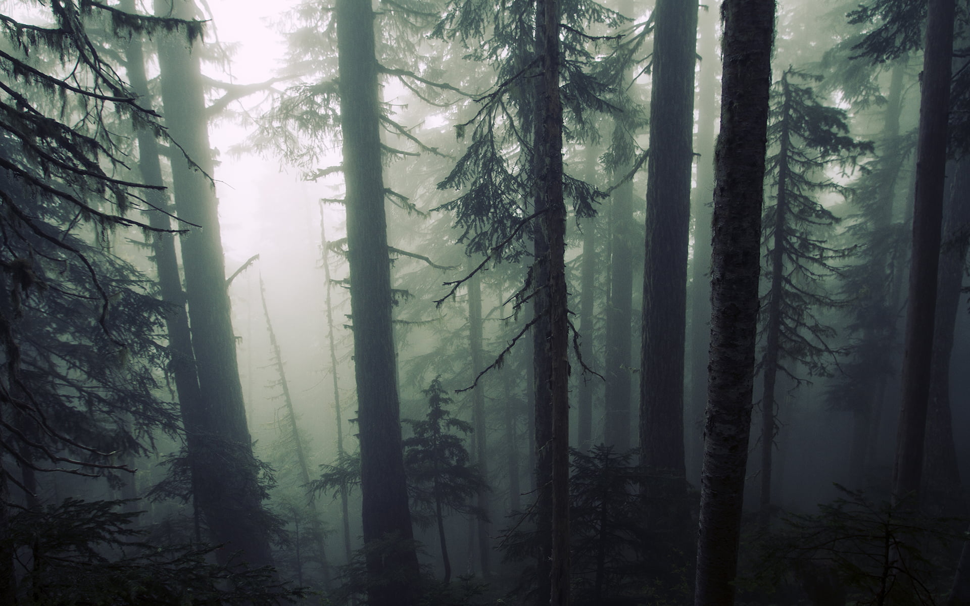 trunk, land, coniferous tree, fantasy, plantation, sunlight, 1080P, wood, woodland, environment, plant, tranquil Scene, landscape, tranquility, branch, HD Wallpaper