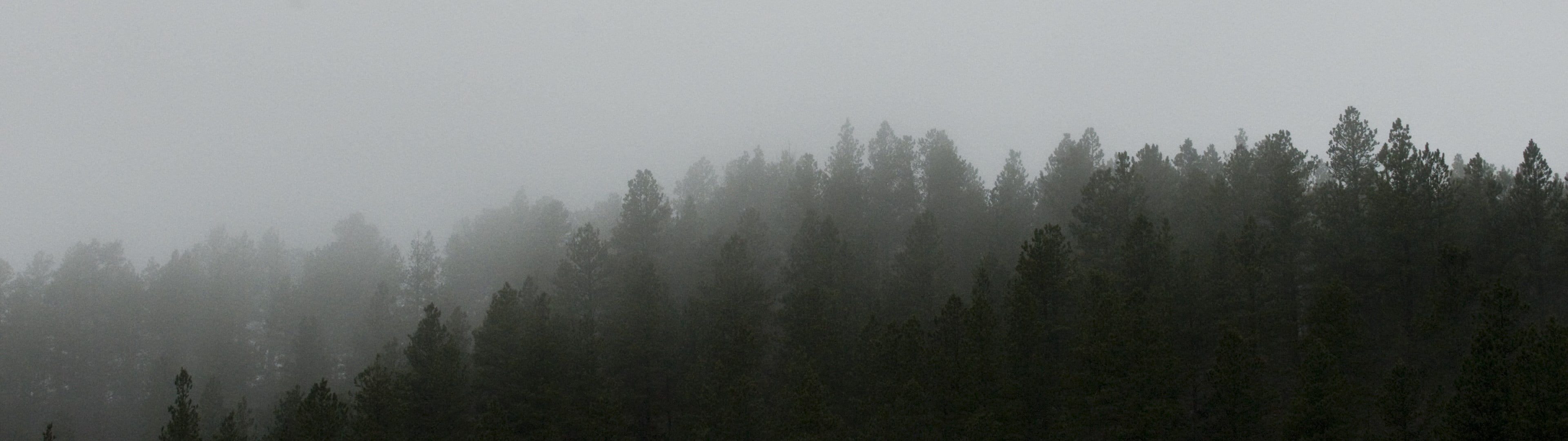 multiple display, sky, fir Tree, no People, non-Urban Scene, mountain, mist, forest, spruce Tree, outdoors, wilderness Area, silhouette, pine Tree, 4K, HD Wallpaper
