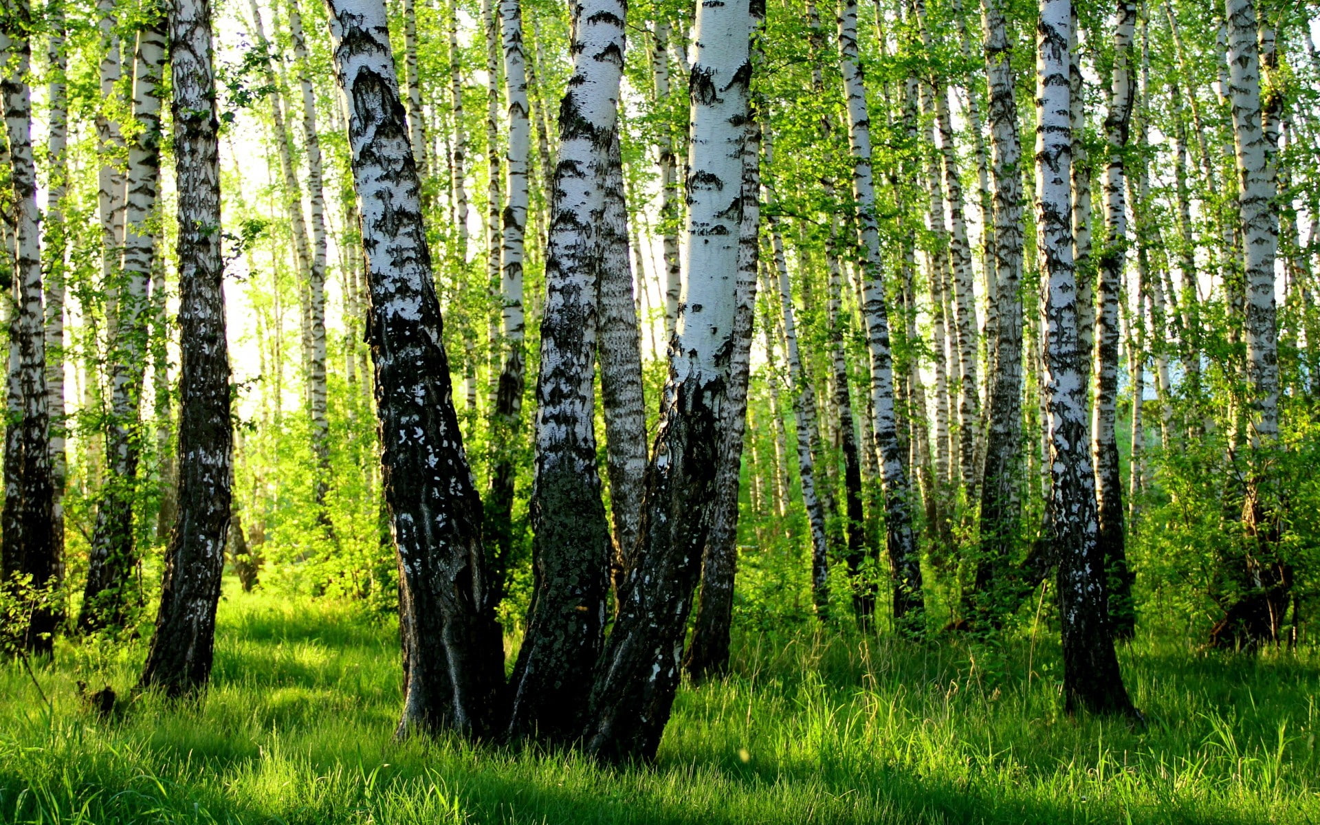 trunk, environment, landscape, grass, pine tree, tree trunk, woodland, no people, land, non-urban scene, green color, scenics - nature, 1080P, plant, trees, HD Wallpaper