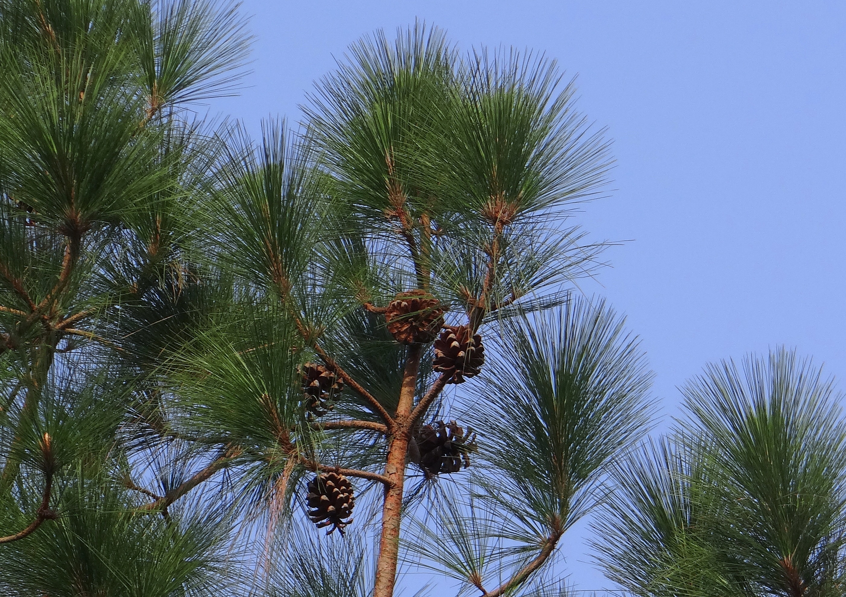 no people, tree trunk, tropical climate, cone, growth, tranquil scene, pinaceae, nature, pinus excelsa, himalayan blue pine, beauty in nature, green color, HD Wallpaper