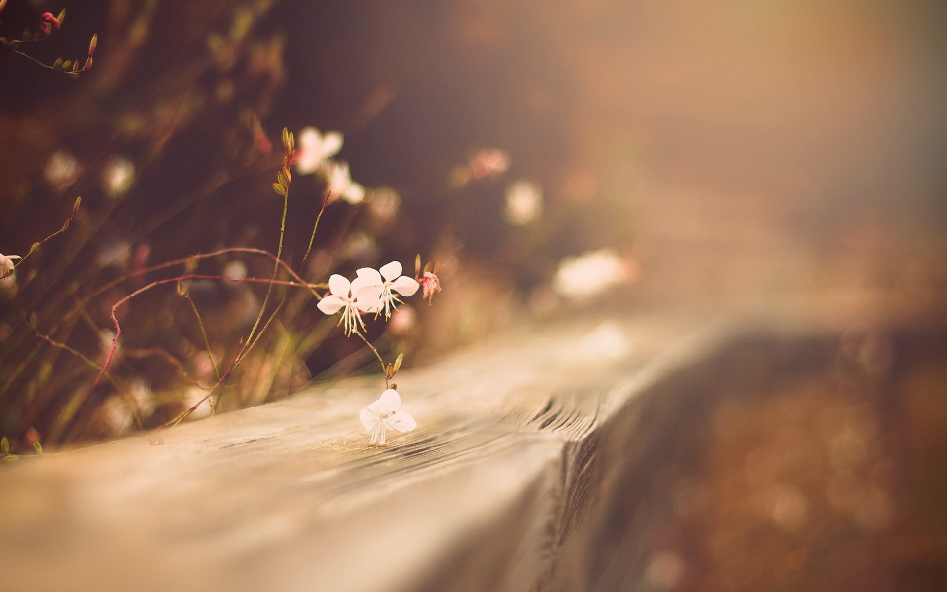 nature, floral, wildflower, beauty in nature, fence, flowers, outdoors, textile, springtime, softness, close-up, plants, white color, selective focus, no people, HD Wallpaper