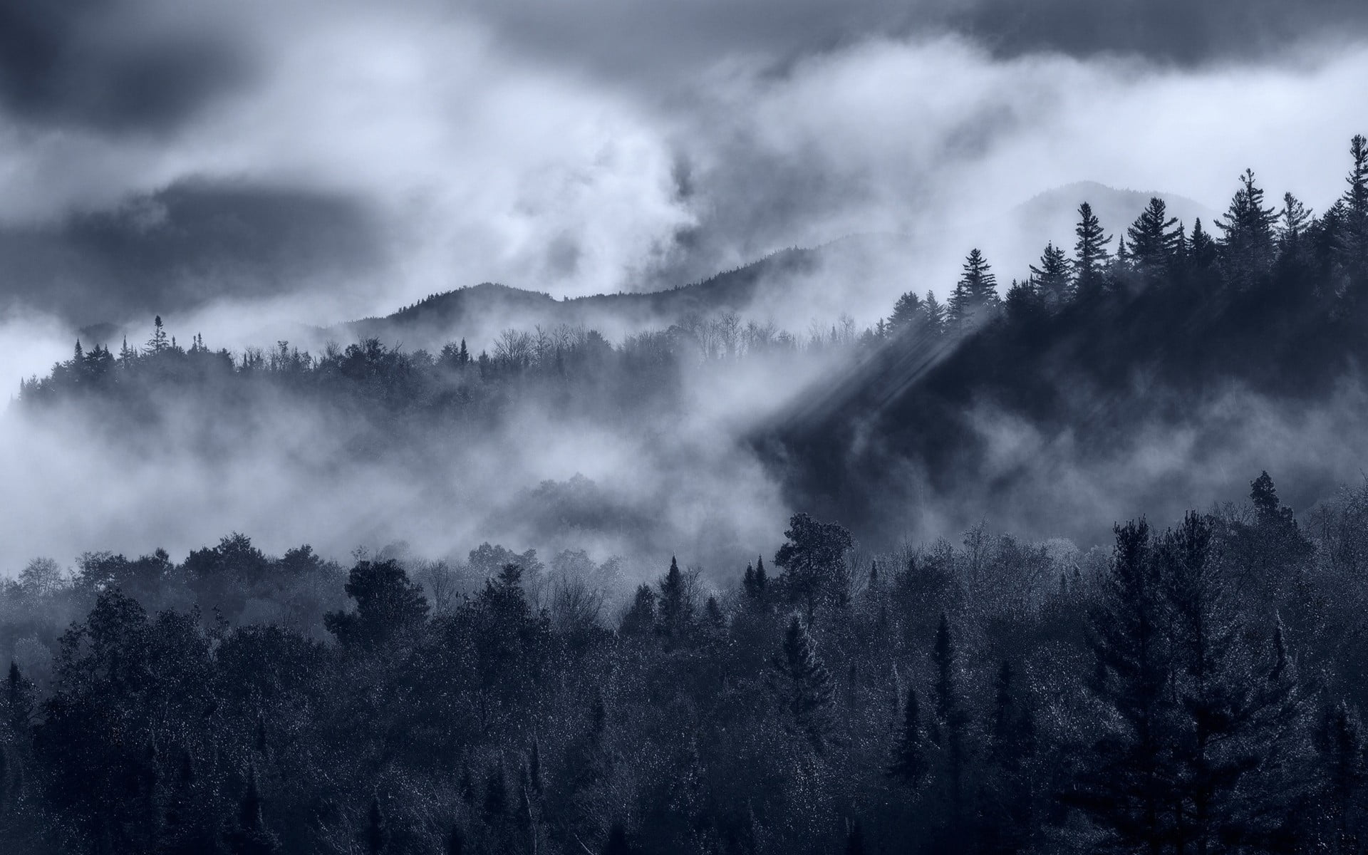 forest, clouds, pine, no people, growth, mist, tranquility, trees, landscape, pine woodland, outdoors, mists, tranquil scene, monochrome, coniferous tree, HD Wallpaper