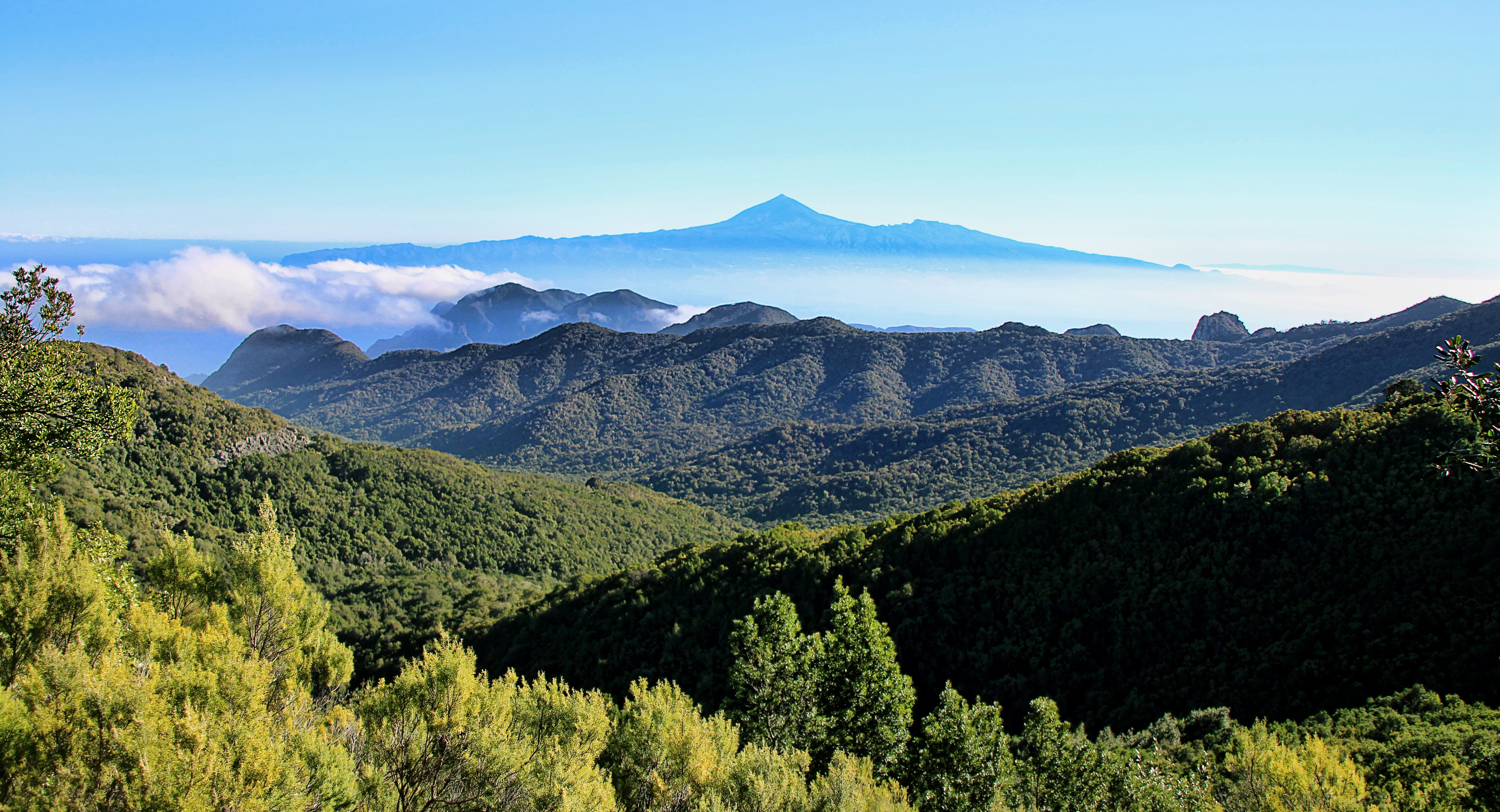 pine woodland, plant, green color, teide, no people, outdoors, forest, travel destinations, sky, morning mist, mountain peak, vision, pine tree, nature, HD Wallpaper