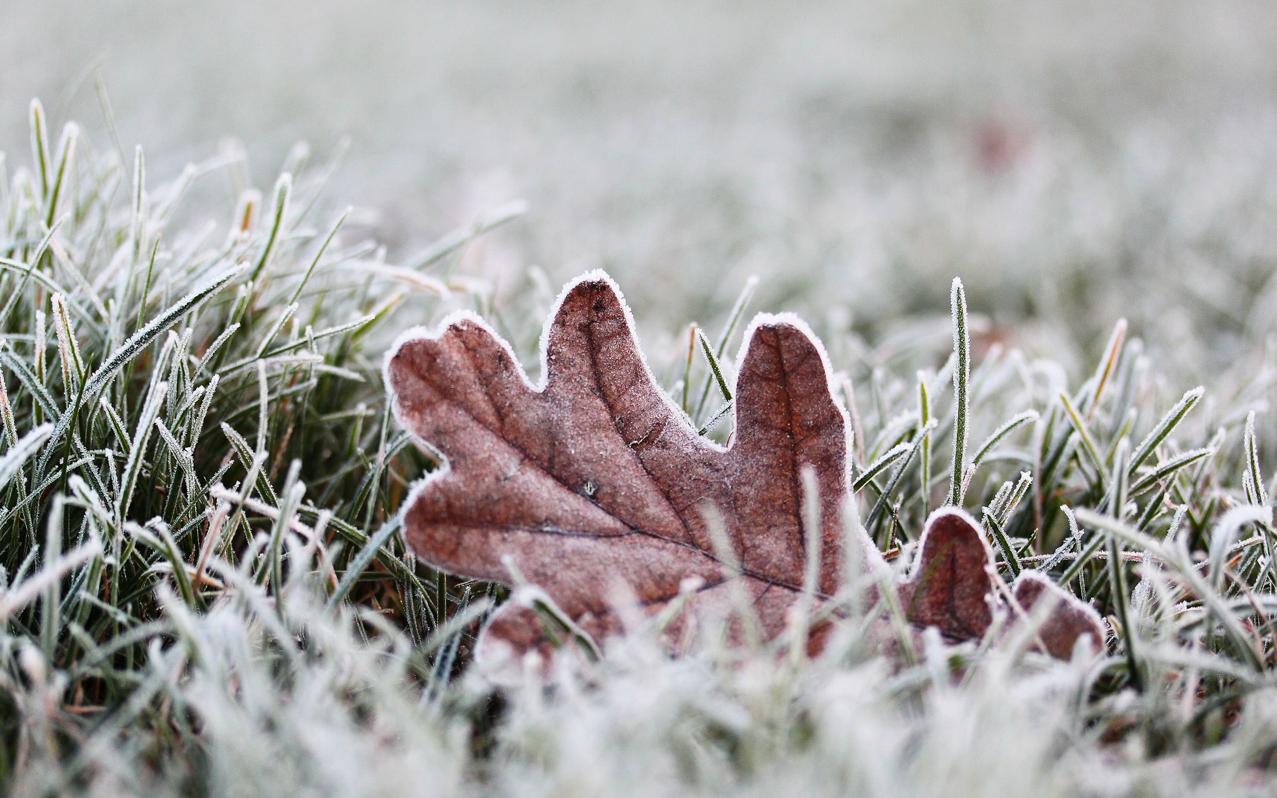 day, cold temperature, green Color, ice, land, close-up, growth, brown, plants, focus on foreground, one person, autumn, cold, human body part, finger, HD Wallpaper