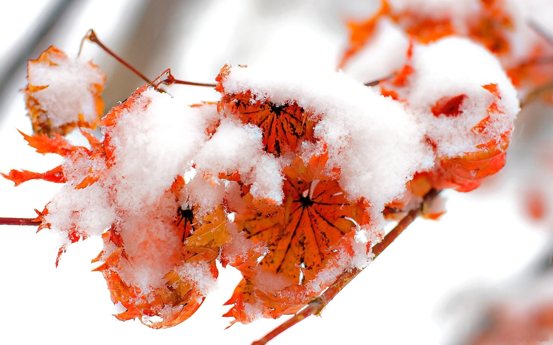 nature, ice, 1080P, winter, plants, fall, leaves, frost, HD Wallpaper