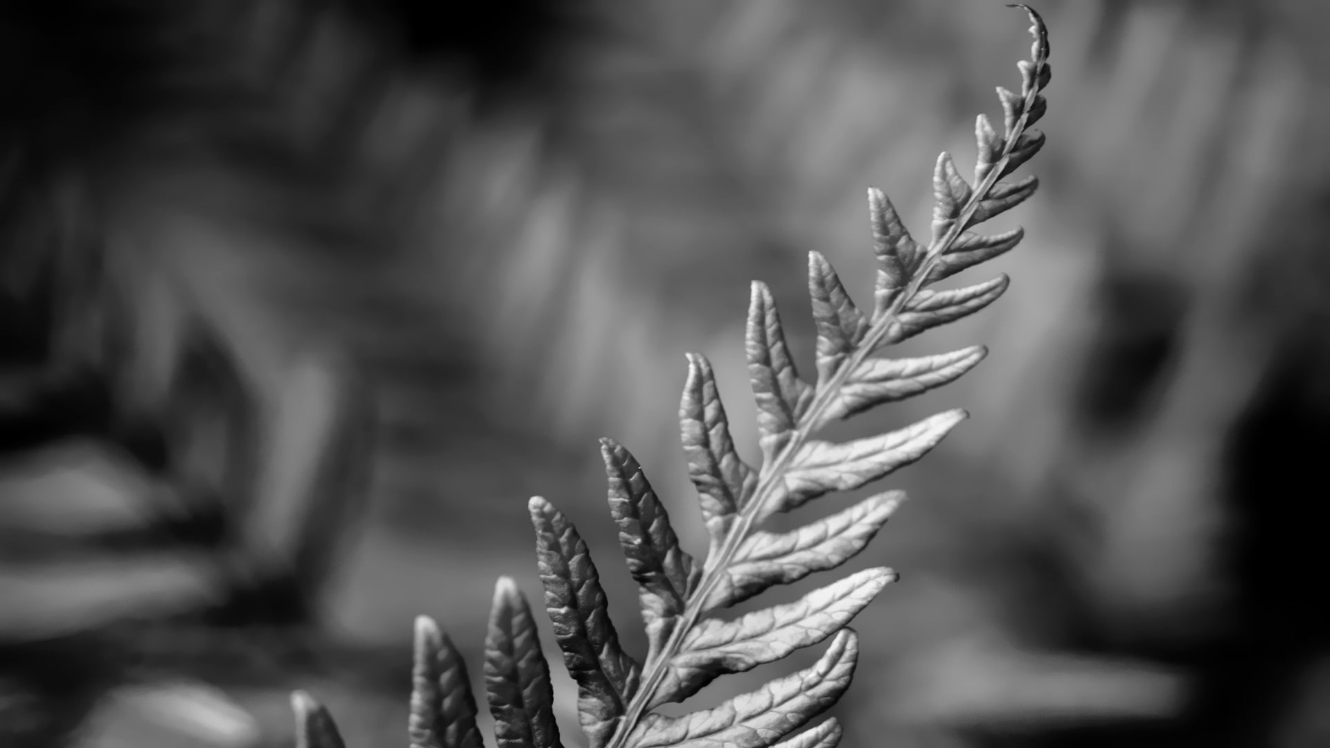 HTC Sense 6, 1080P, HTC One M8, HD Wallpaper