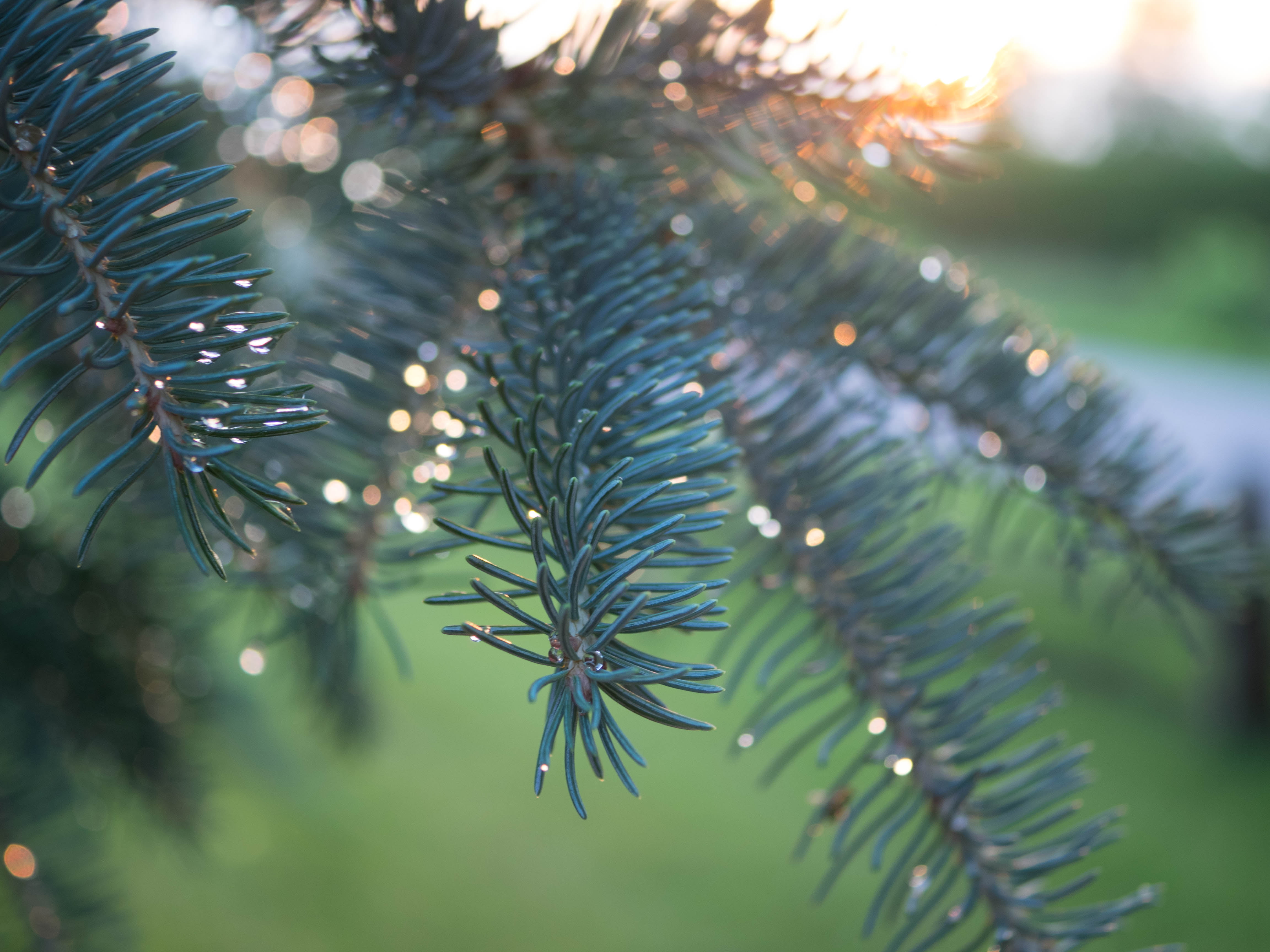 close, tree, leaves, photo, focus, droplets, evergreen Tree, Pine Tree, pine, close-up, coniferous Tree, christmas, blur, boken, 4K, green Pine, green, HD Wallpaper
