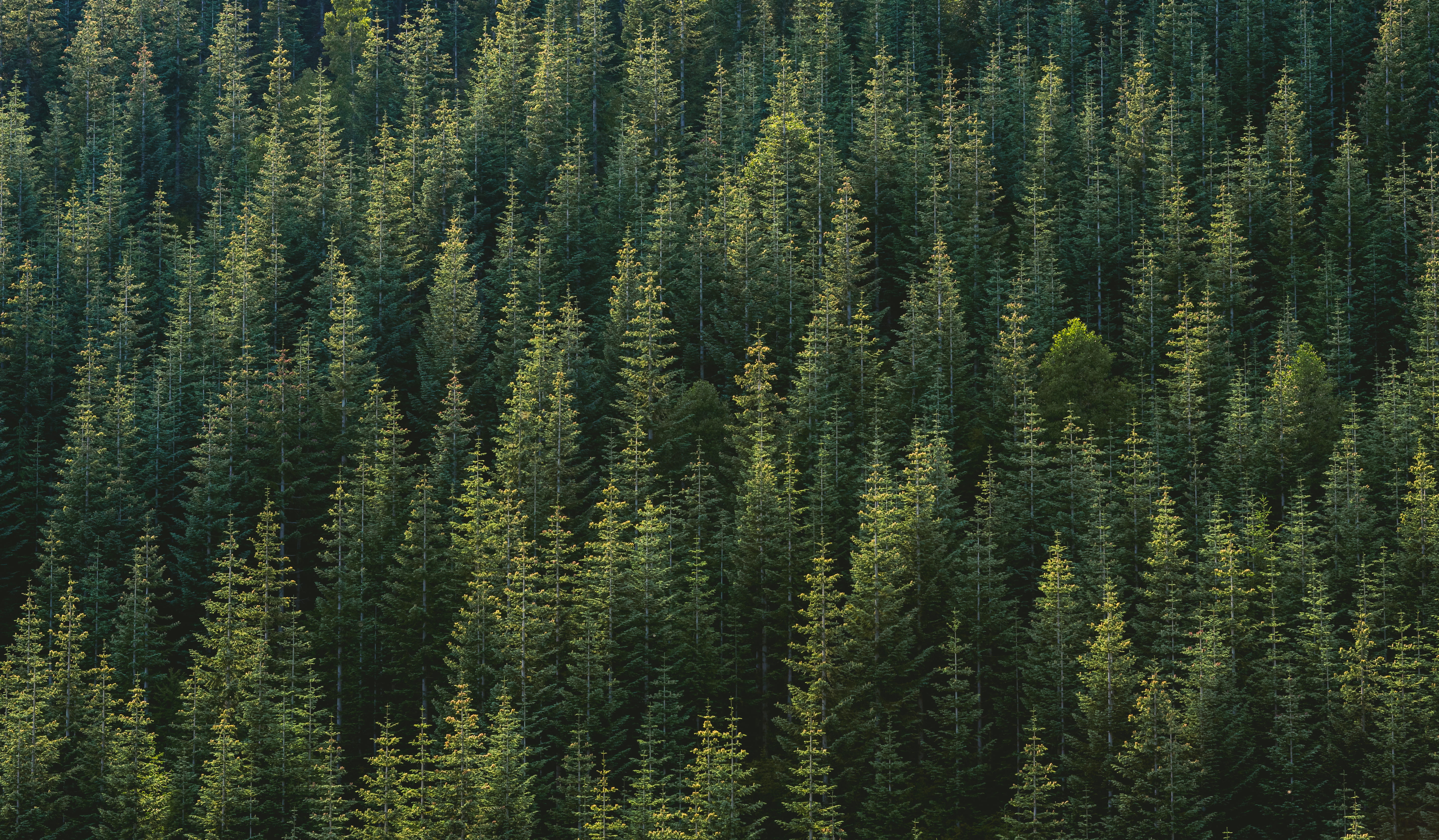 color Image, green, pinaceae, pine woodland, tree, woodland, trees, green Color, nature, outdoors, 5K, scenics - nature, forest, pine Tree, beauty In Nature, HD Wallpaper
