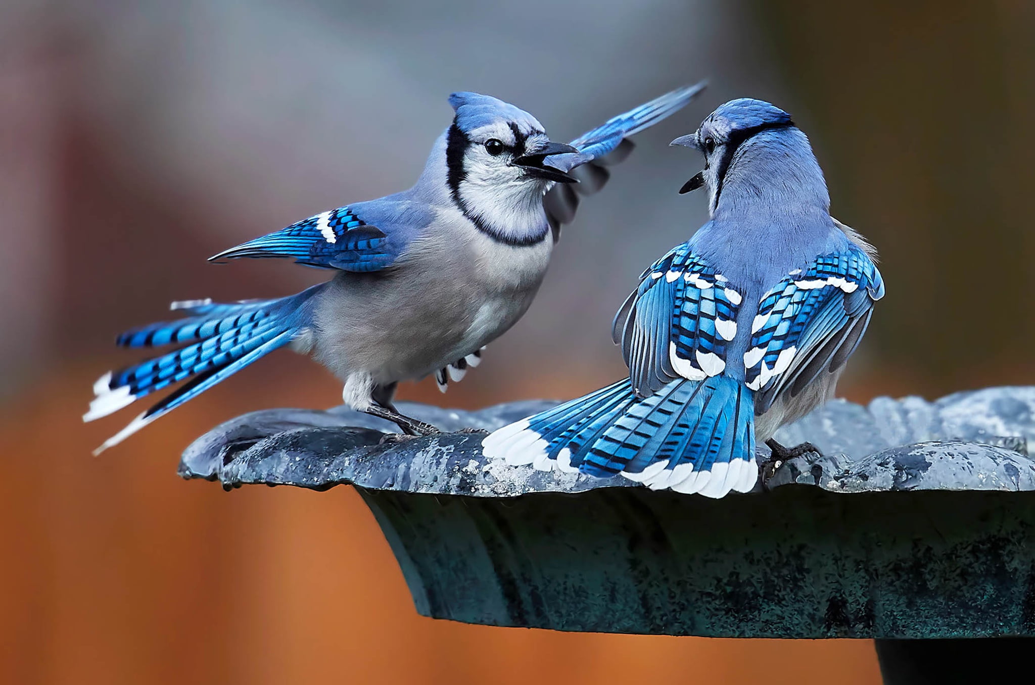 1080P, Blue Jay, a couple, birds, HD Wallpaper