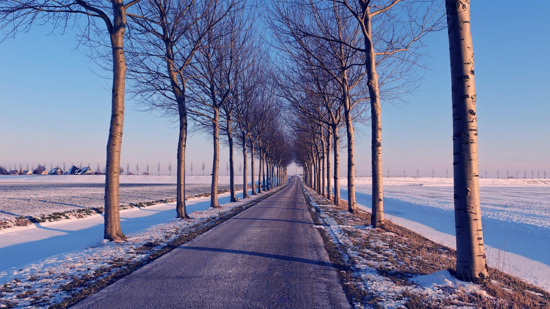 road, winter, beautiful, 3d and abstract, tress, 1080P, wintery, lined, town, HD Wallpaper
