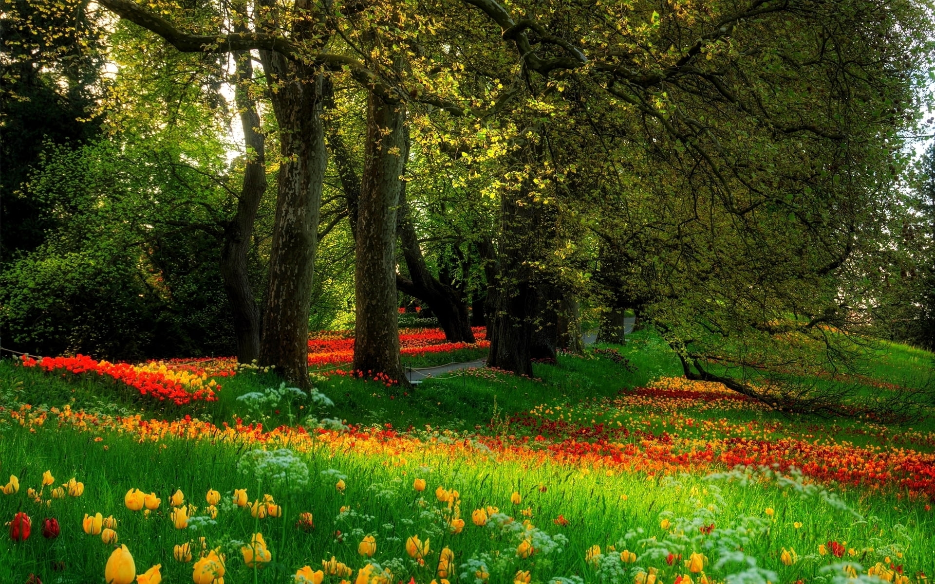 colors, flower, tress, corner, background, landscape, 1080P, park, HD Wallpaper