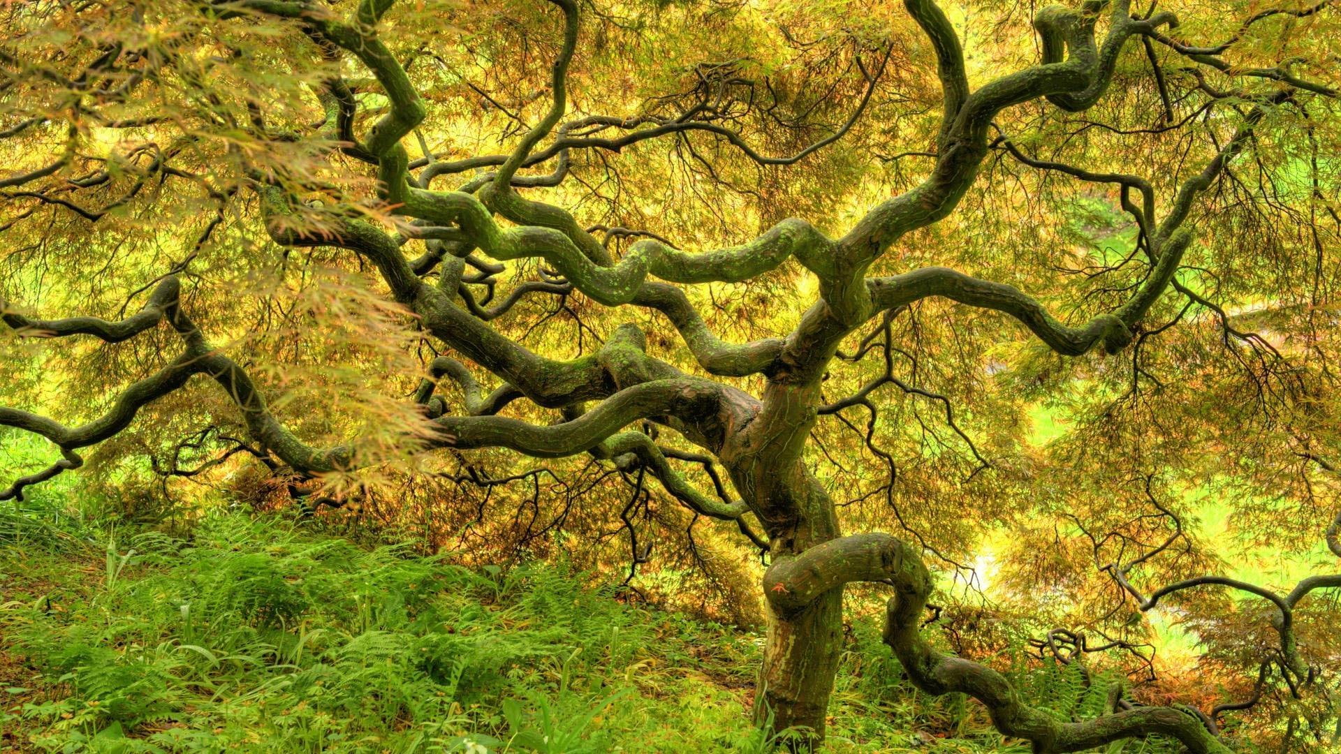 gnarled tress, dry, grass, nature and landscapes, forest, 1080P, tropical, HD Wallpaper