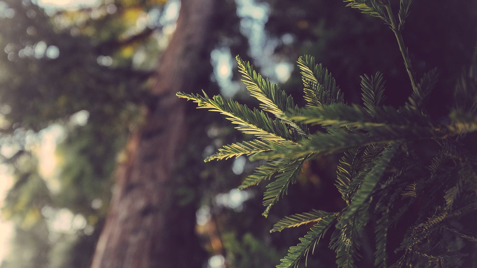 day, evergreen Tree, backgrounds, green Color, freshness, summer, outdoors, plant, focus on foreground, coniferous Tree, branch, spruce Tree, woodland, HD Wallpaper