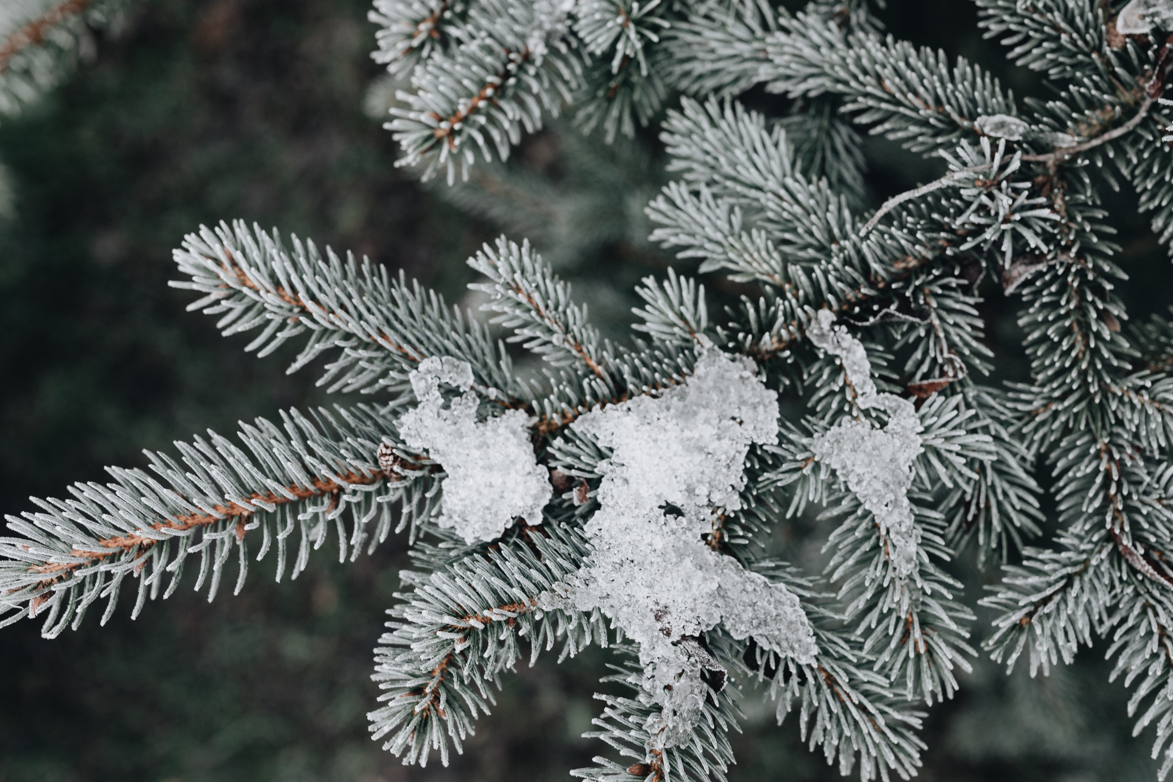 plant, beauty in nature, outdoors, growth, coniferous tree, cold temperature, evergreen tree, frozen, branch, leaves, 4K, day, cold, december, ice, pine tree, HD Wallpaper