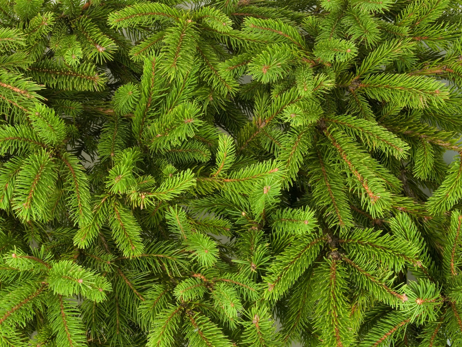 720P, season, growth, tree, botany, day, backgrounds, outdoors, evergreen Tree, pattern, fir Tree, new year, coniferous Tree, macro, branch, freshness, HD Wallpaper