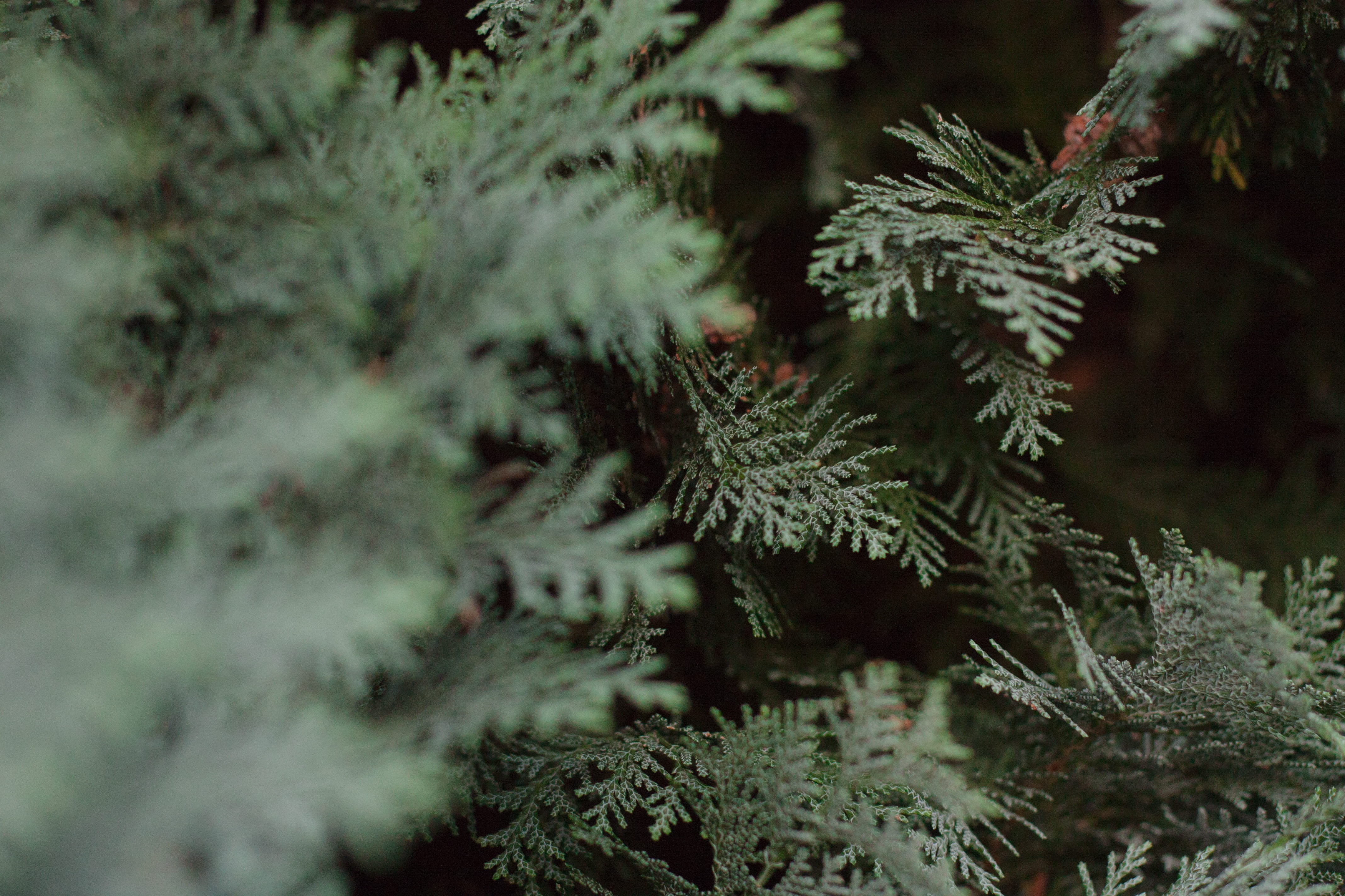 trees, needle - plant part, no people, winter, tree, growth, snow, green, selective focus, forest, close-up, nature, outdoors, evergreen tree, green color, HD Wallpaper