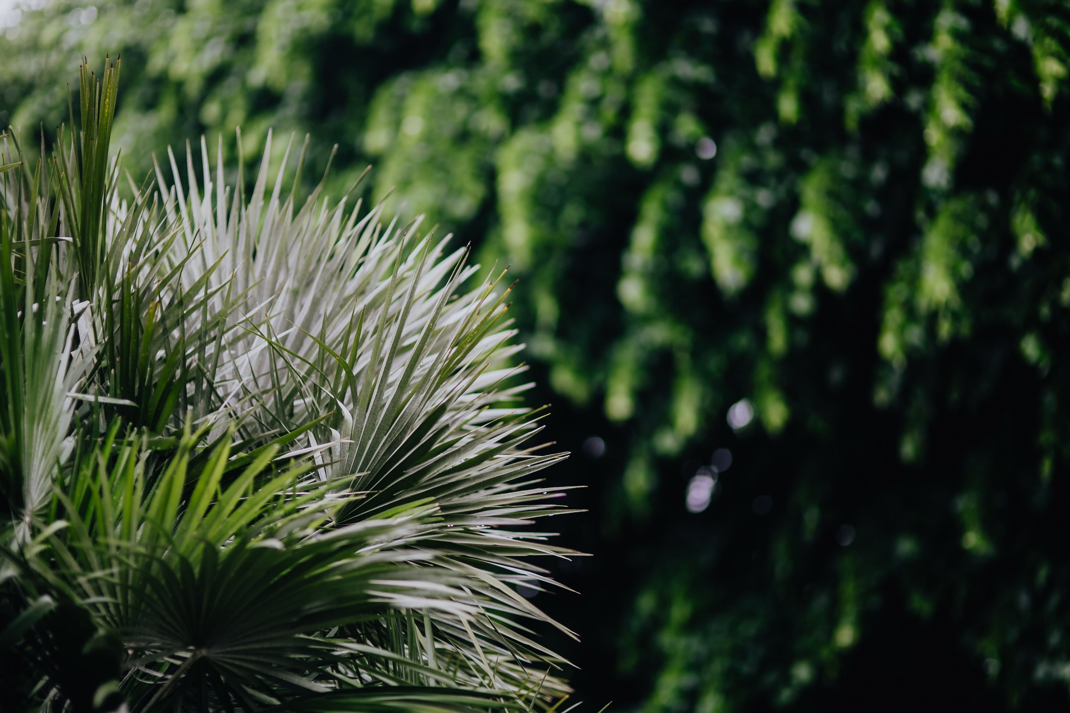 green color, beauty in nature, needle - plant part, close-up, no people, plant, spring, tranquility, flora, growth, nature, day, plant part, green, freshness, HD Wallpaper