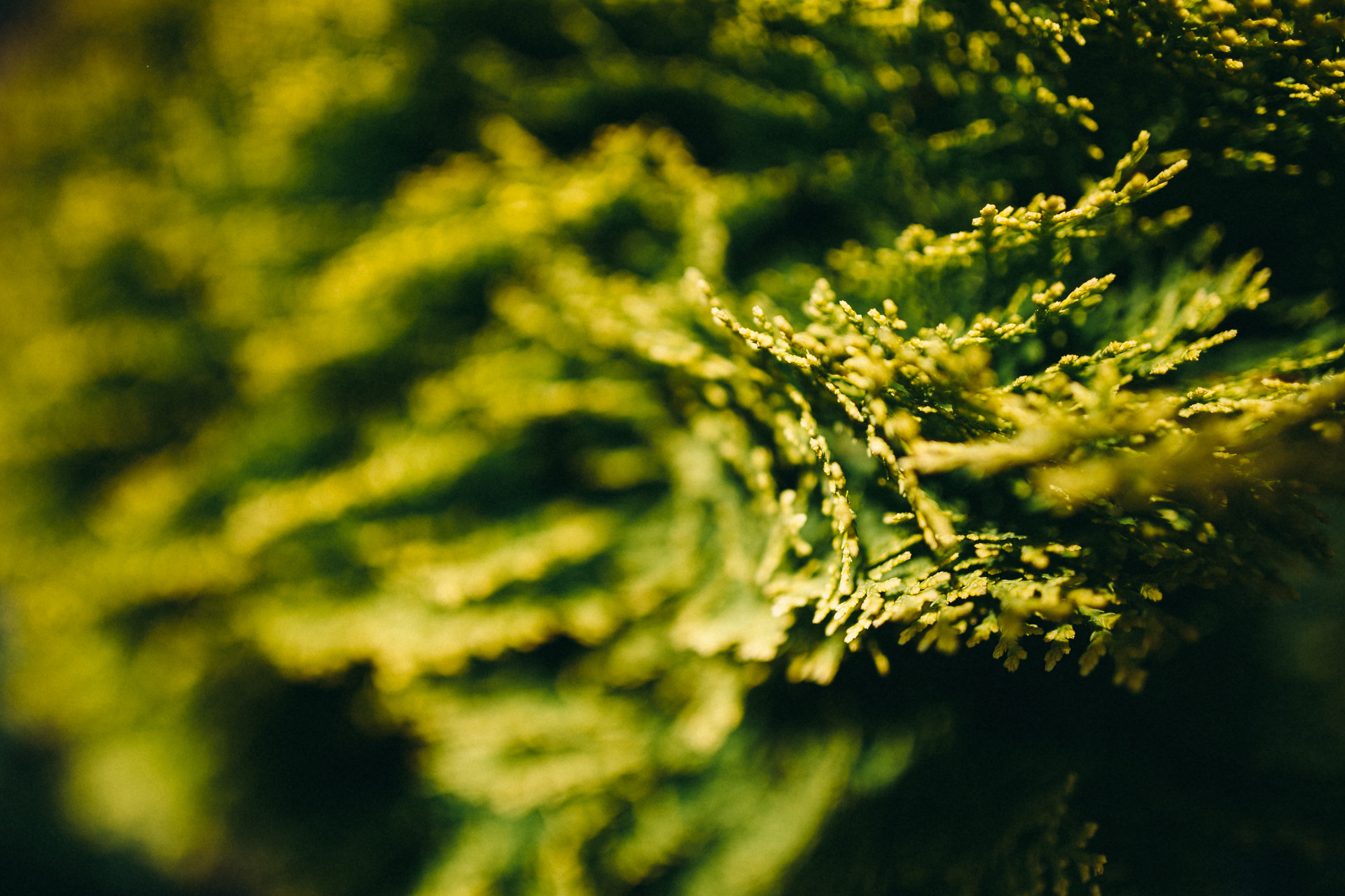 coniferous tree, nature, pinaceae, full frame, food and drink, floral, Closeup, flower, leaf, backgrounds, branch, abstract, plant, flowers, flora, defocused, HD Wallpaper