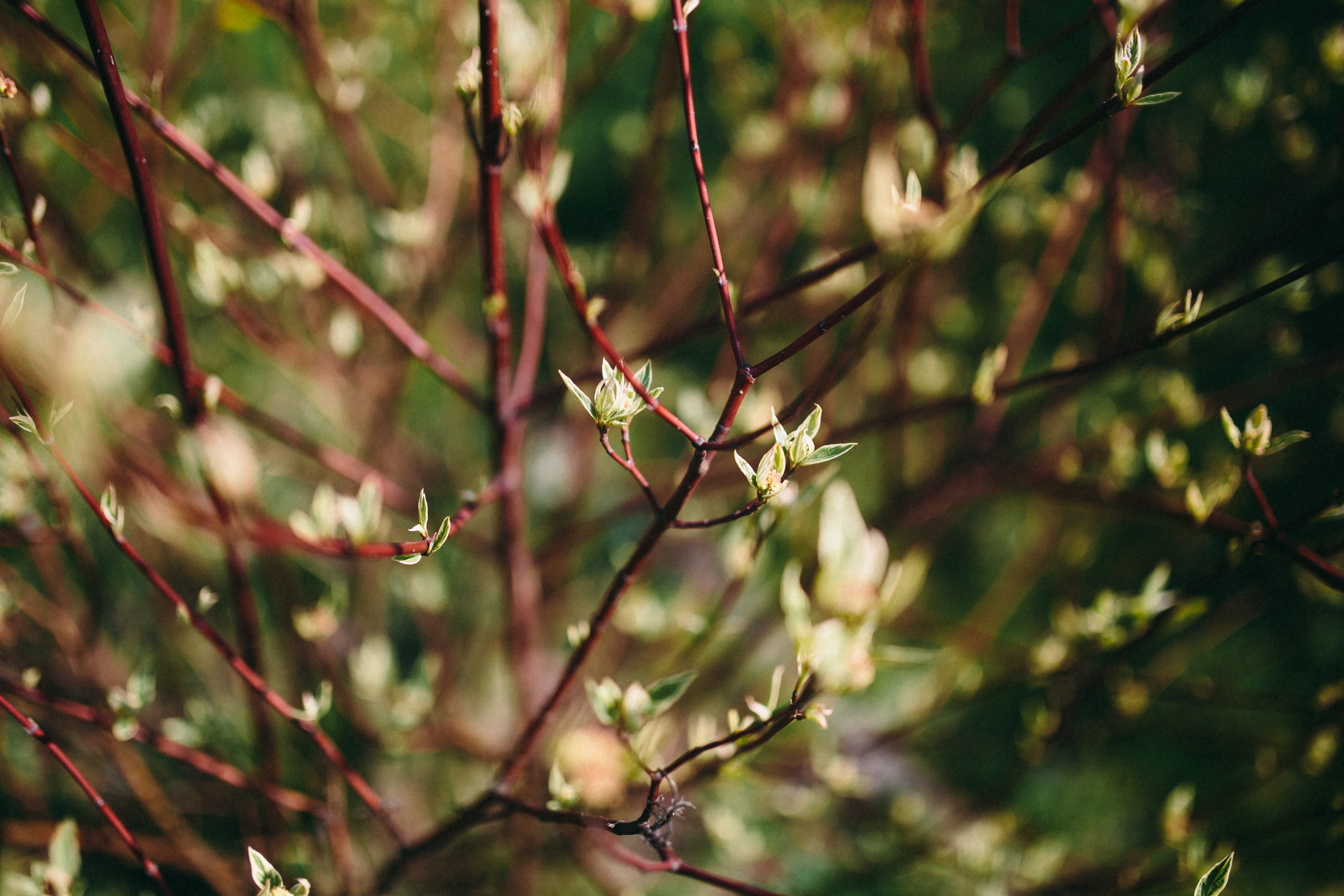 close-up, flowers, Closeup, tree, no people, floral, flower, flora, animal themes, woodland, selective focus, growth, animal, outdoors, macro, pinaceae, HD Wallpaper