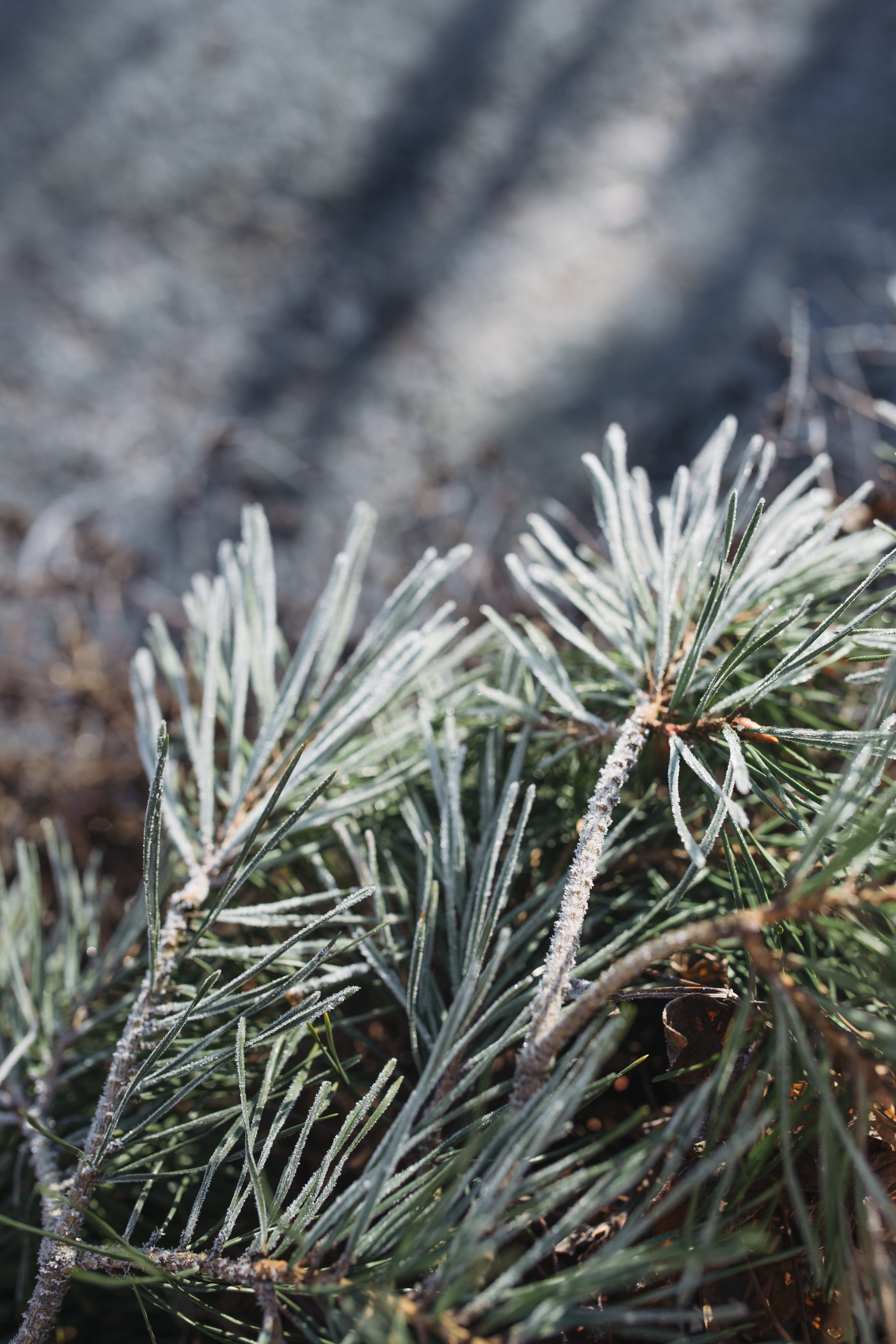 green color, cold, nobody, day, beauty in nature, frozen, plant, coniferous tree, fir tree, pine tree, tranquility, tree, close-up, winter, frost, land, Phone HD Wallpaper