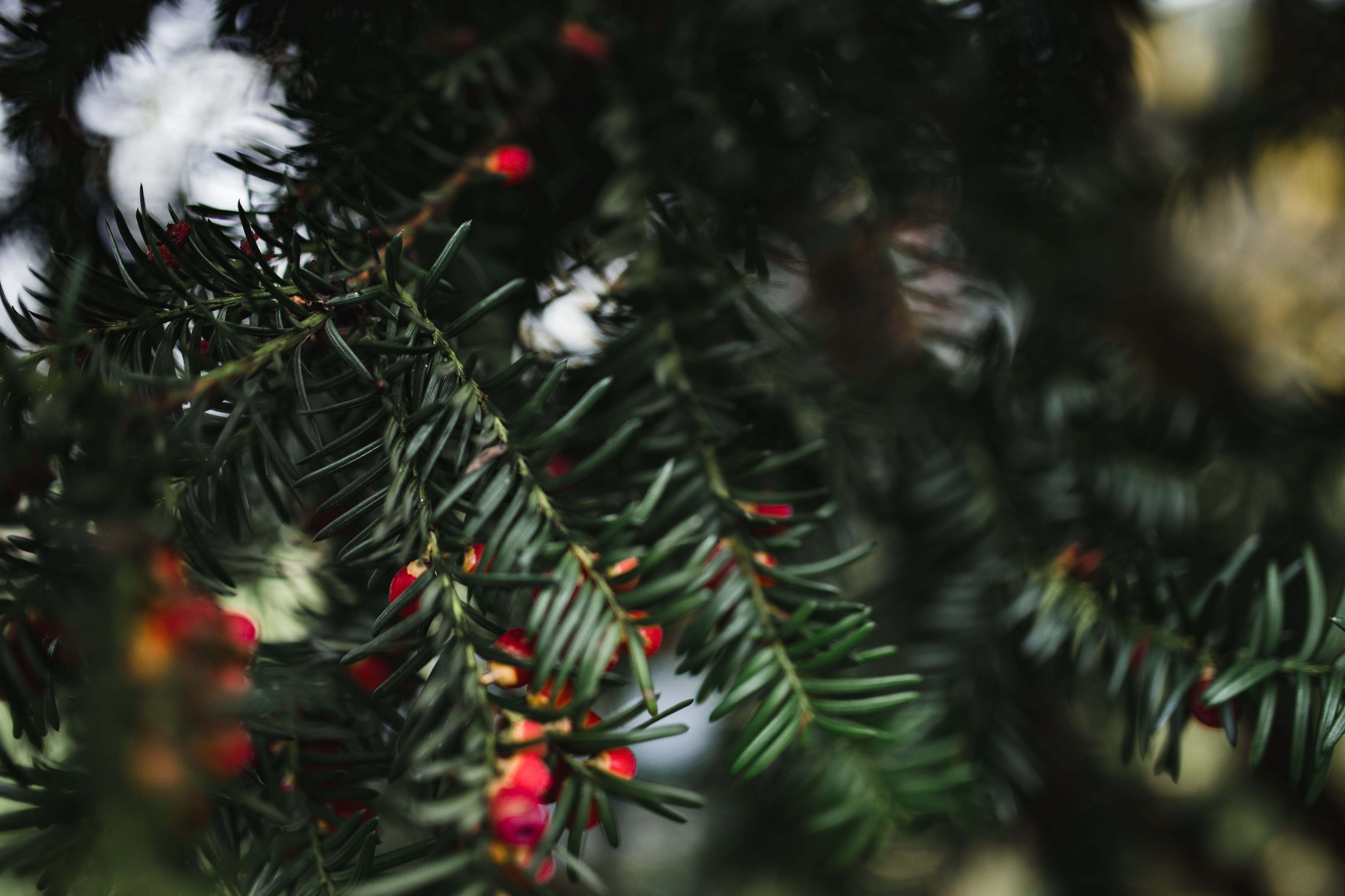 no people, green color, christmas ornament, branch, pine tree, fir tree, autumn, tree, 5K, nature, decoration, christmas, christmas decoration, leaves, HD Wallpaper
